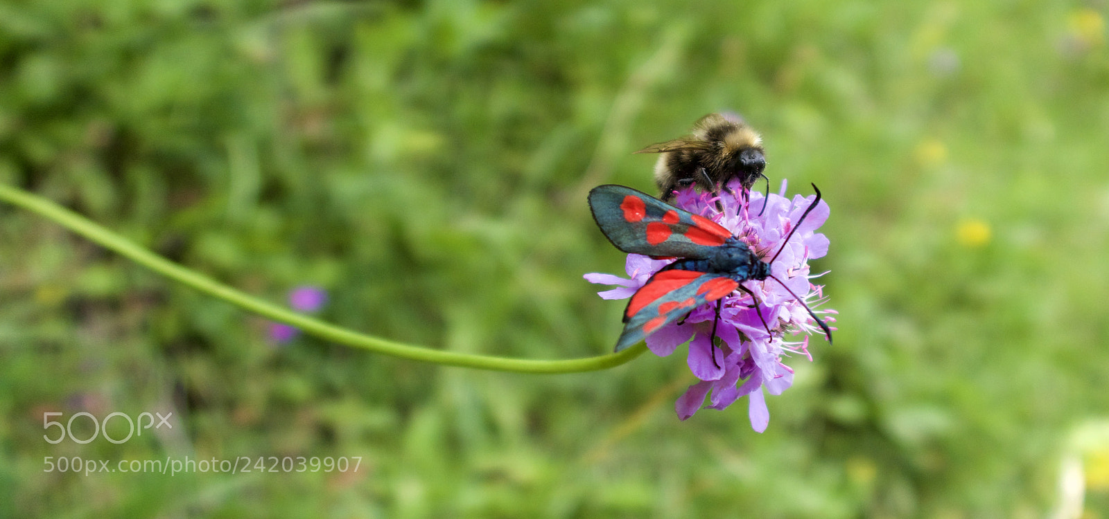 Canon PowerShot G7 X Mark II sample photo. Bee and 5-spot burney photography