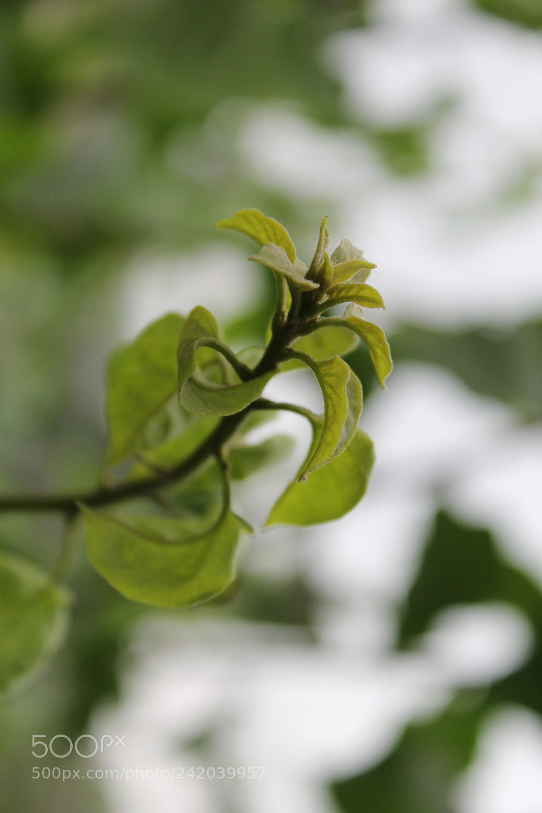 Canon EOS 1100D (EOS Rebel T3 / EOS Kiss X50) sample photo. Born photography