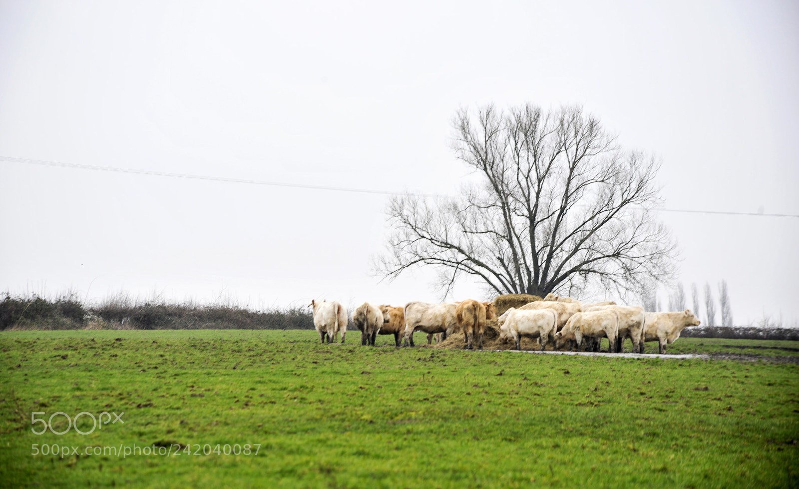 Nikon D700 sample photo. Vacas photography