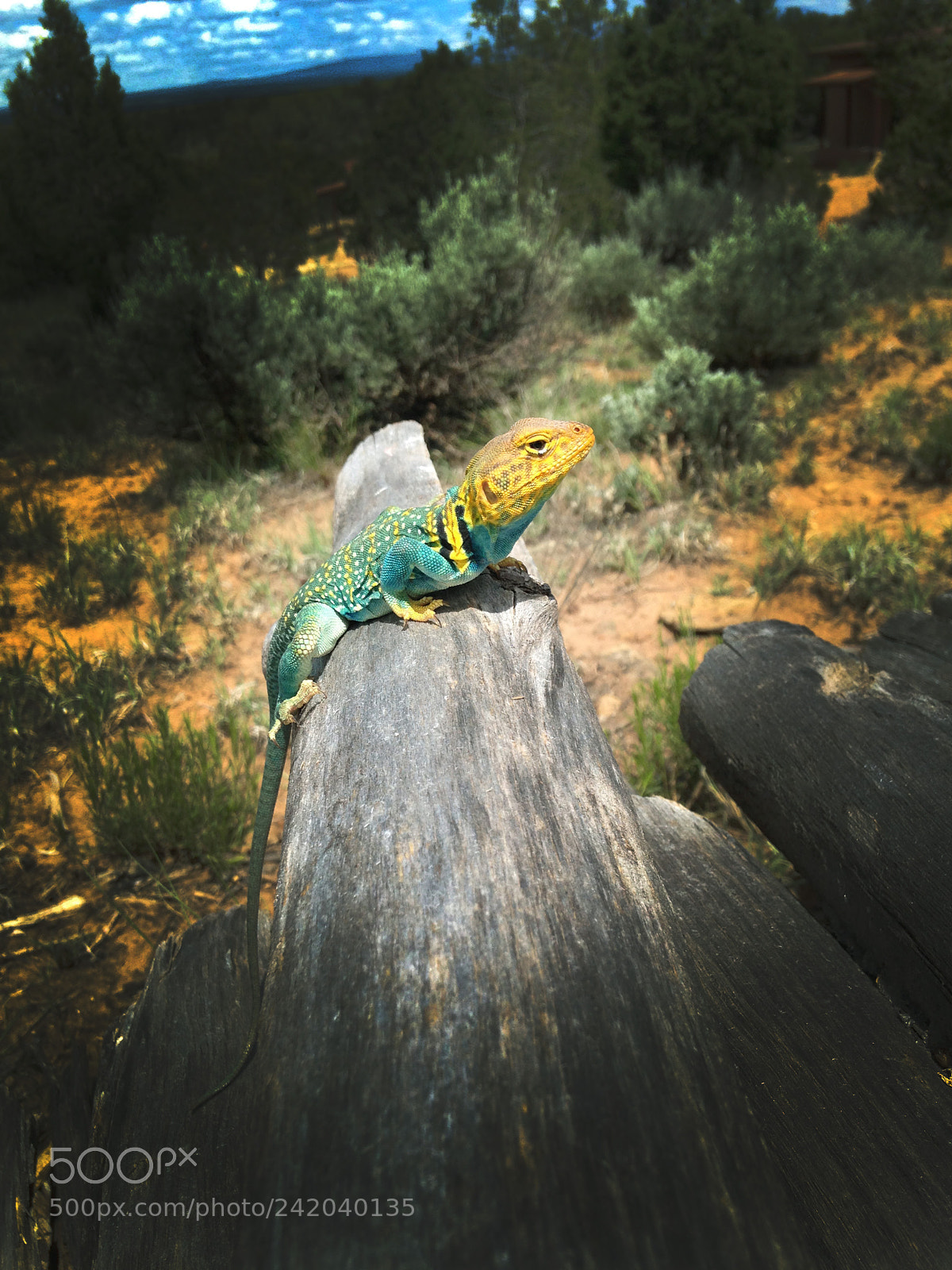 Apple iPhone 5c sample photo. Img photography