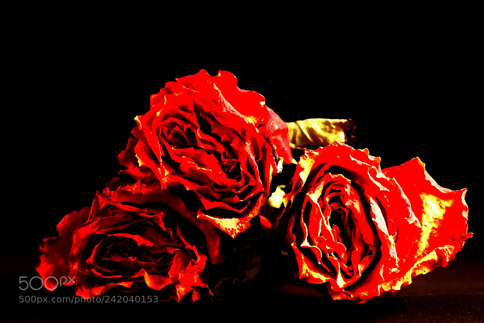 Panasonic Lumix DMC-FZ200 sample photo. Suche r e,dried roses photography