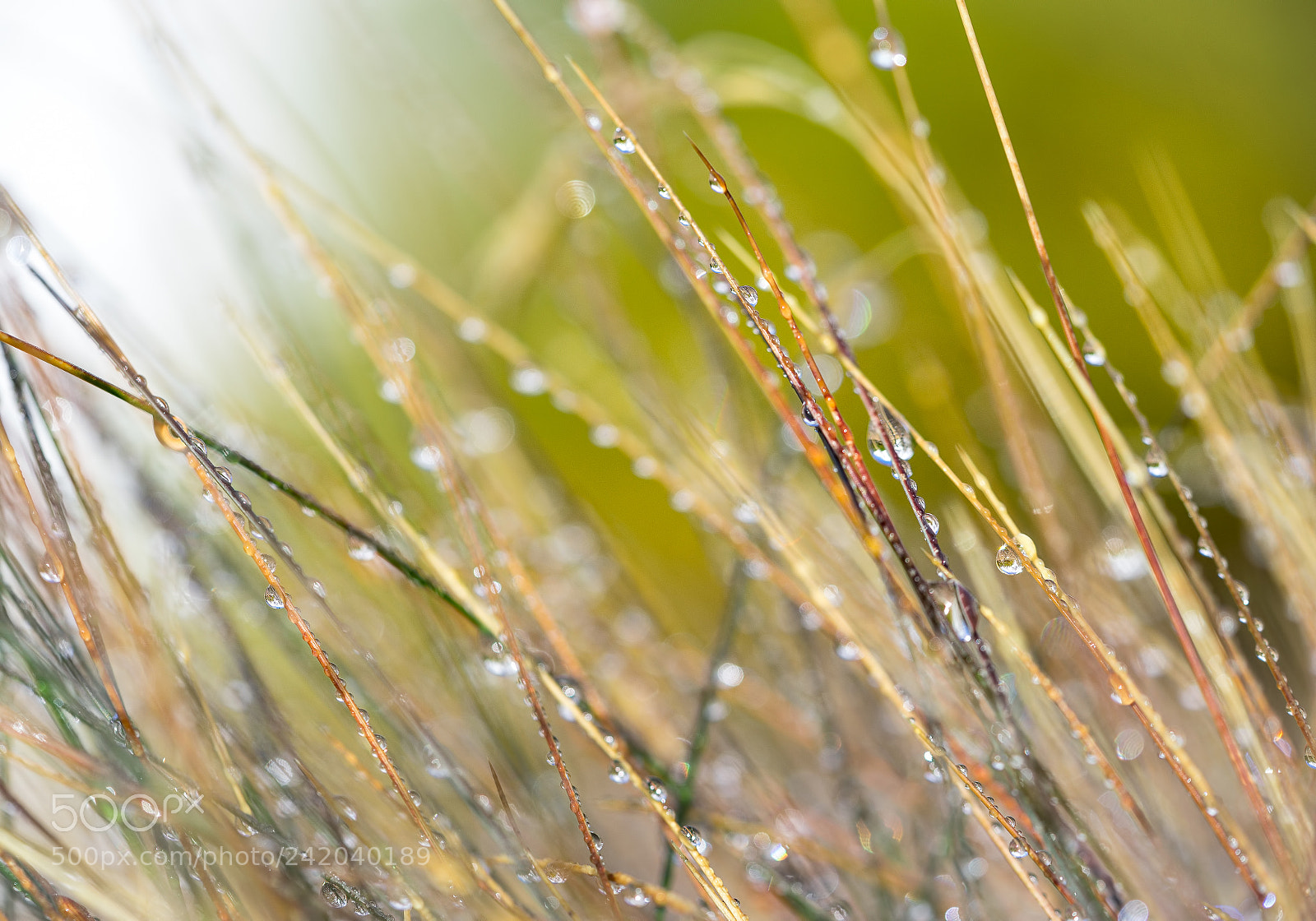 Sony a7R sample photo. Gras neu photography
