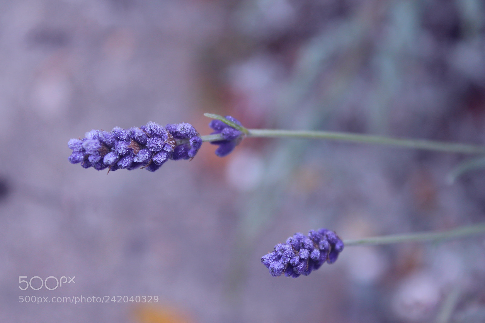 Canon EOS 1100D (EOS Rebel T3 / EOS Kiss X50) sample photo. Lavender impressions_2 photography
