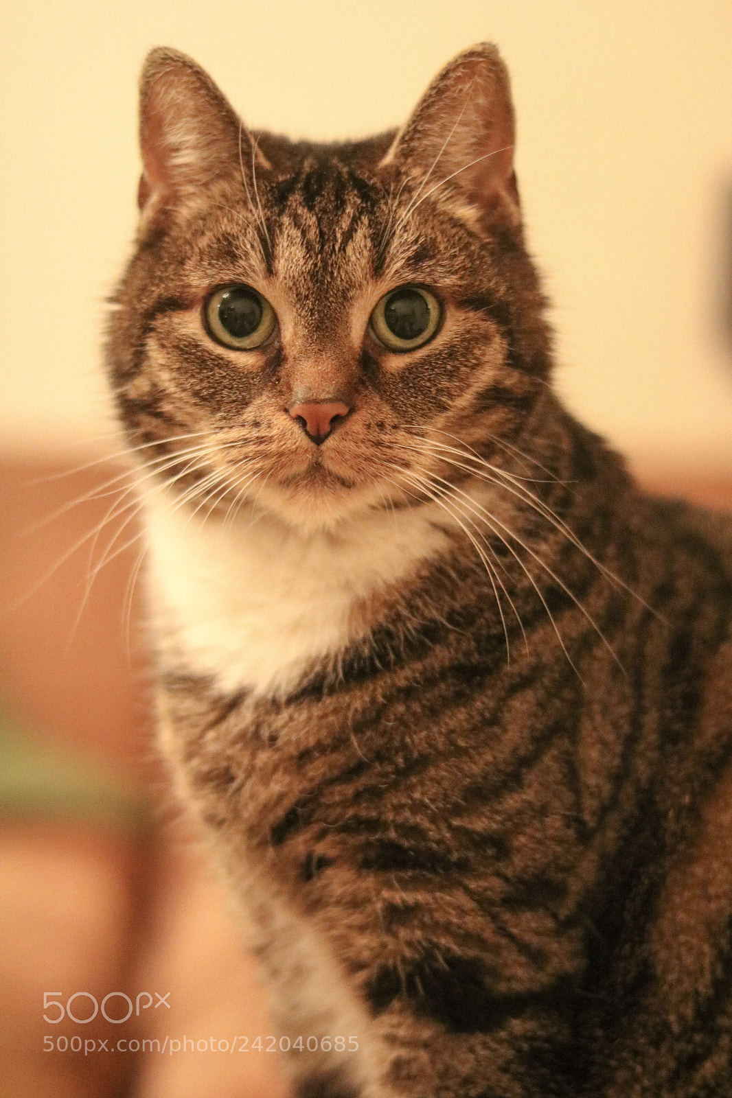 Canon EOS 750D (EOS Rebel T6i / EOS Kiss X8i) sample photo. Cat photography
