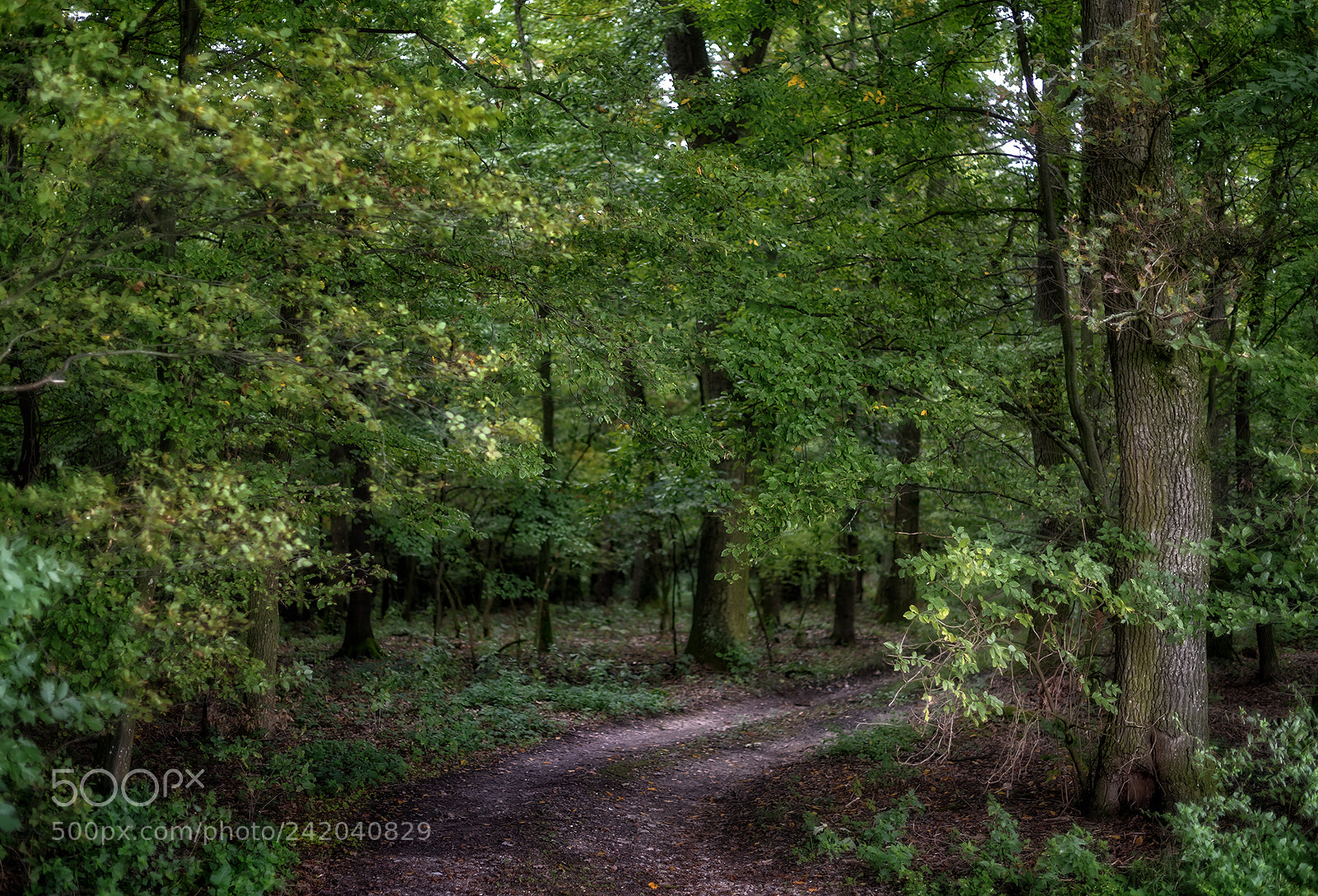 Nikon D810 sample photo. Forest scenes (7) photography
