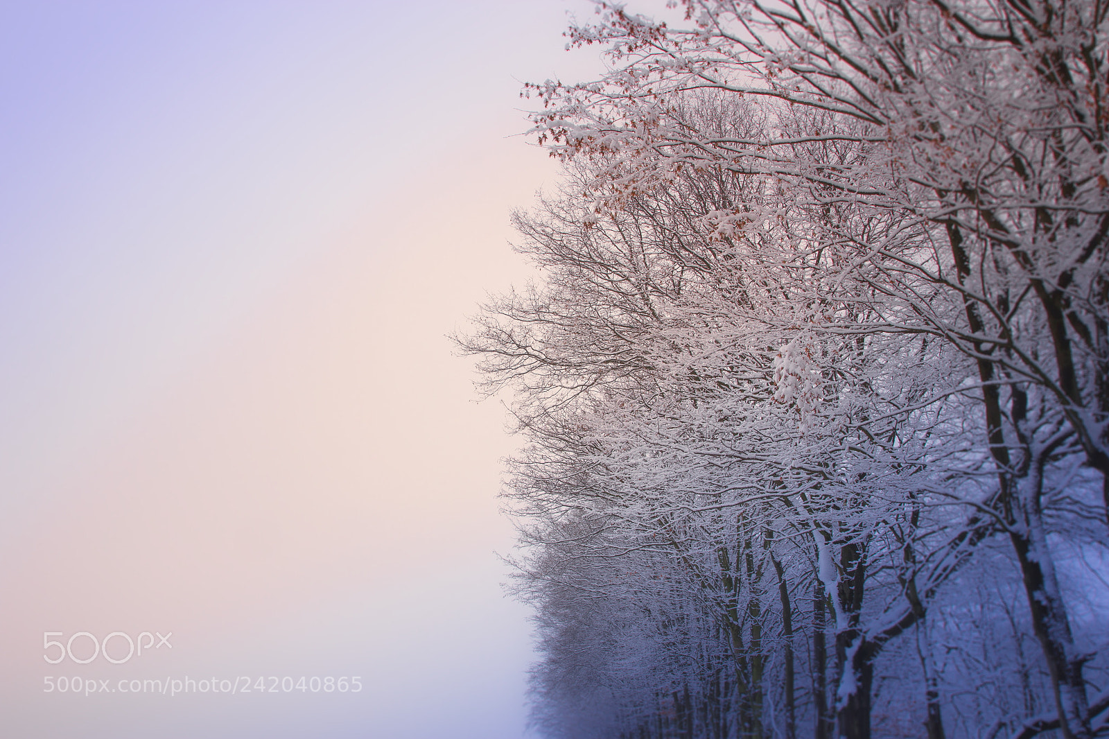 Canon EOS 60D sample photo. Winterlight photography