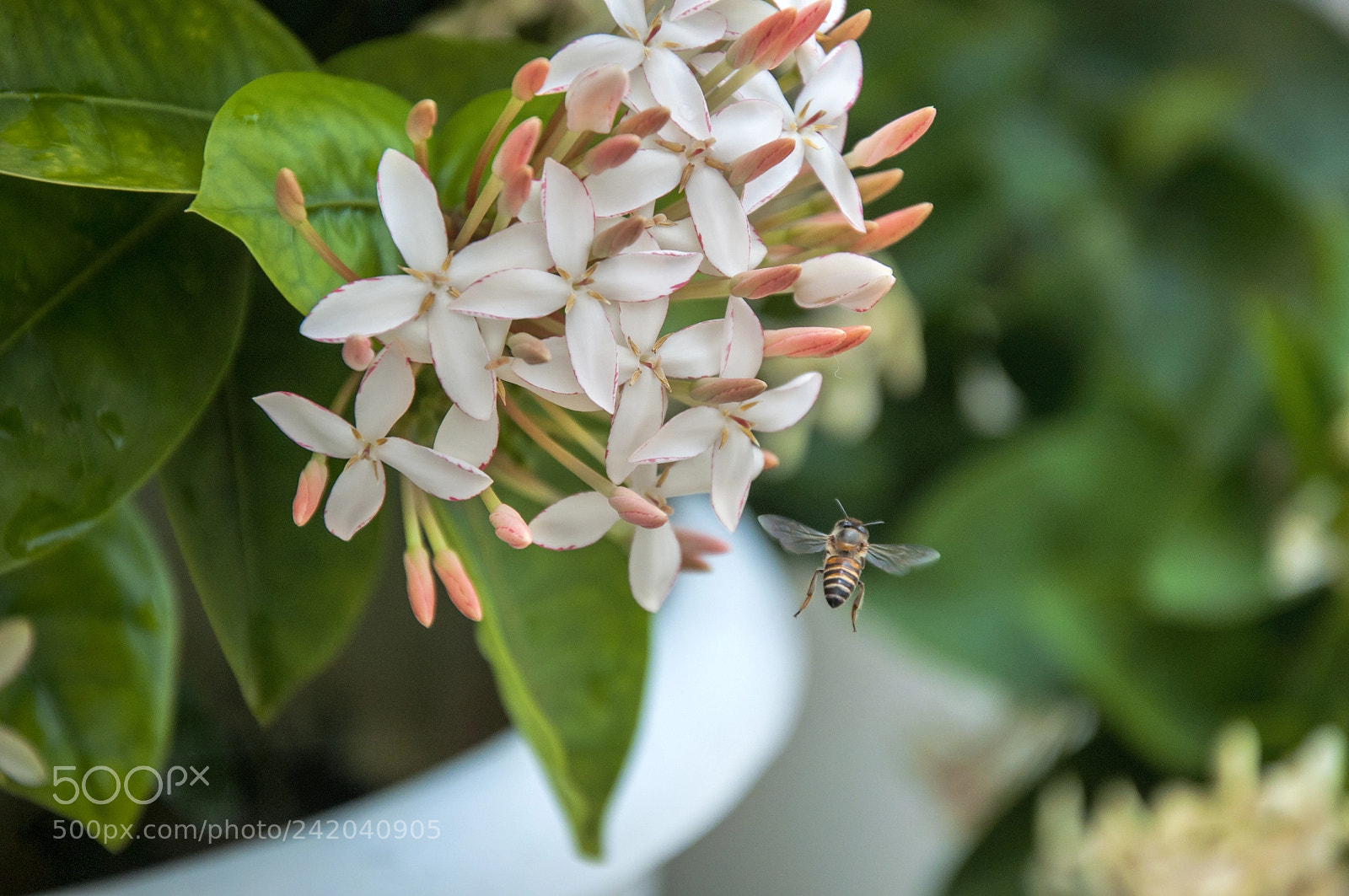 Nikon D90 sample photo. Flying bee photography