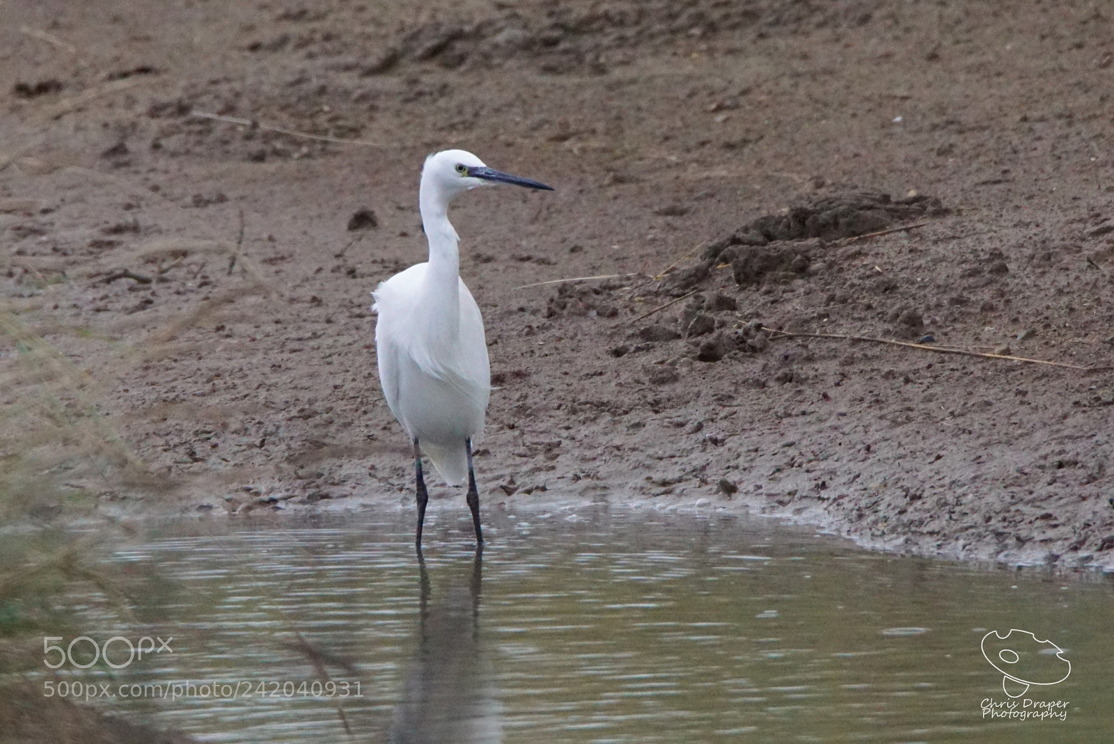 Sony ILCA-77M2 sample photo. Little egret in the photography
