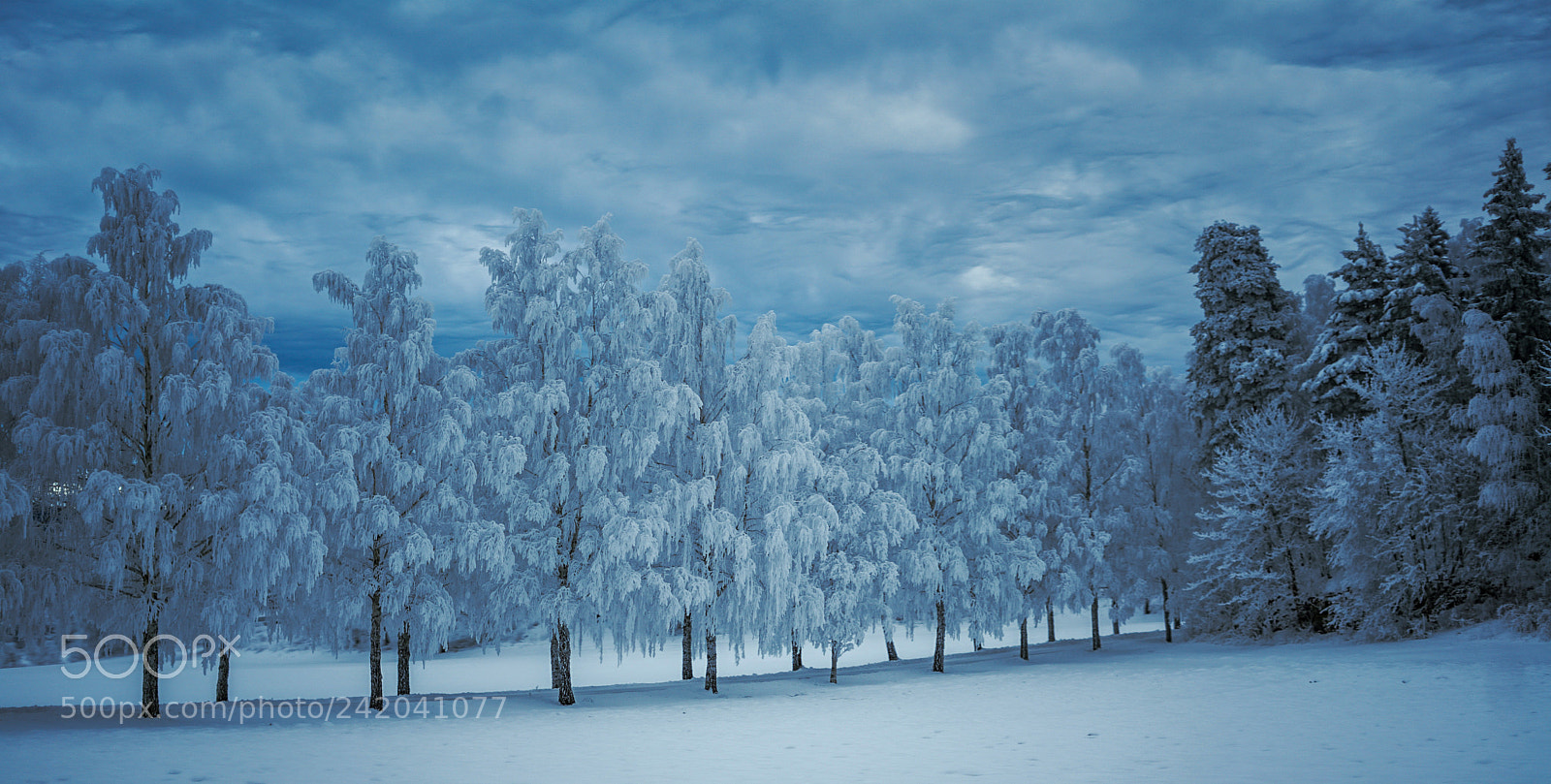 Sony a7 II sample photo. "blue velvet" photography