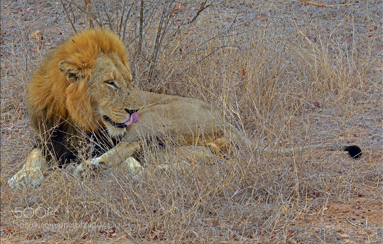 Nikon D7100 sample photo. Beautiful beast photography