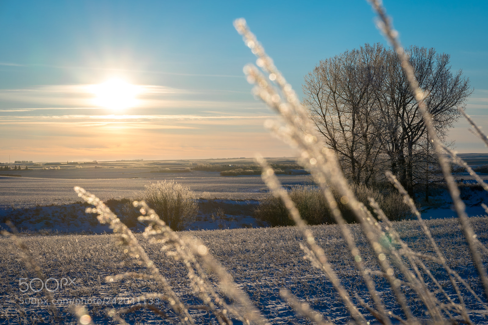 Sony a6500 sample photo. Frosty canadian field photography