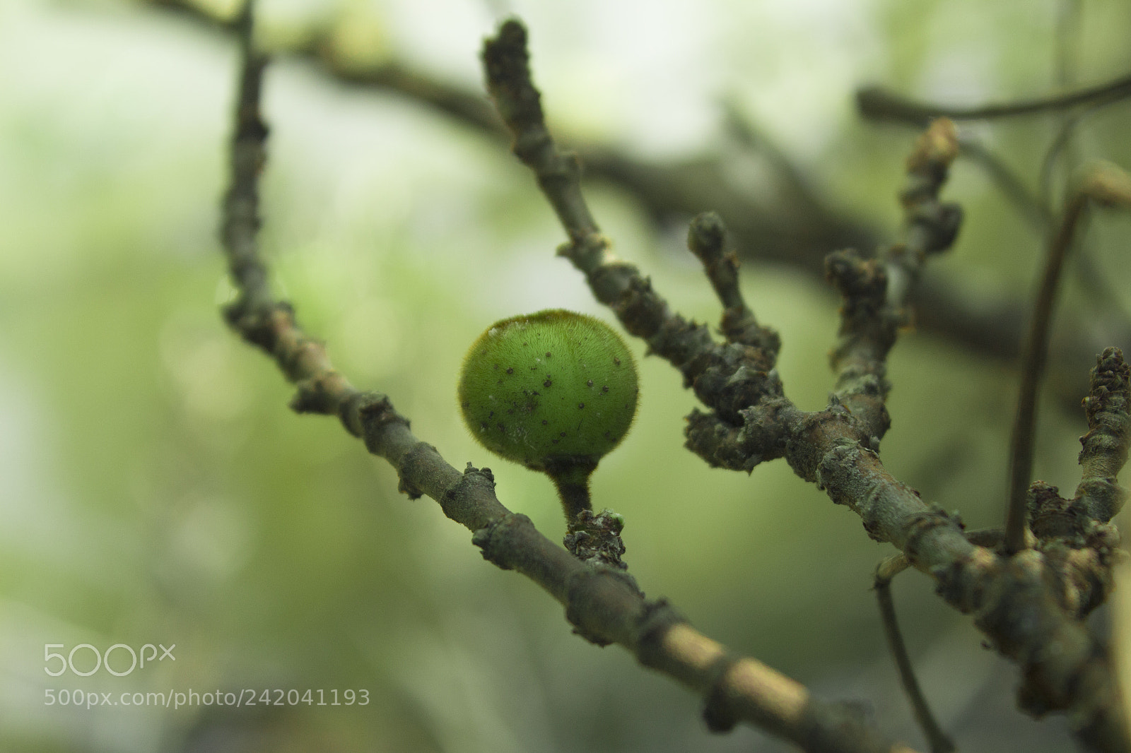 Canon EOS 1200D (EOS Rebel T5 / EOS Kiss X70 / EOS Hi) sample photo. Dumur in bangla ficus photography