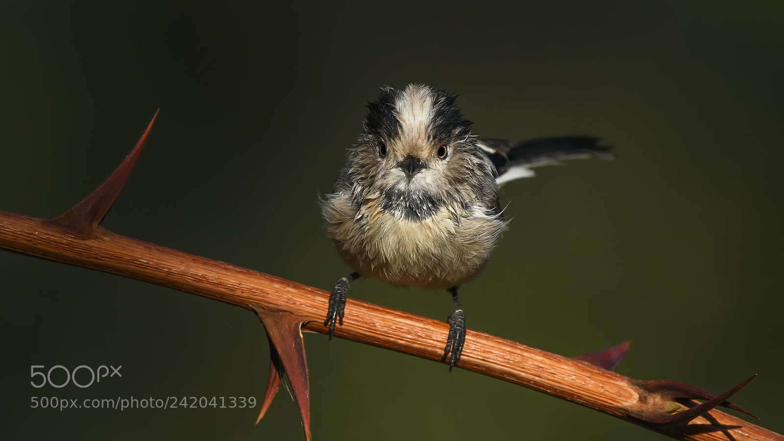 Nikon D500 sample photo. Aegithalos caudatus photography