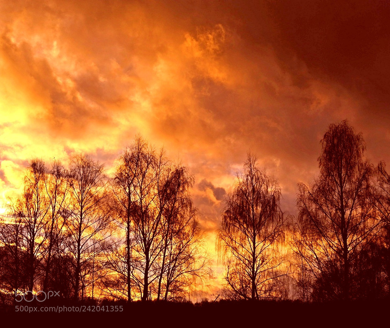 Nikon D700 sample photo. Orange light photography