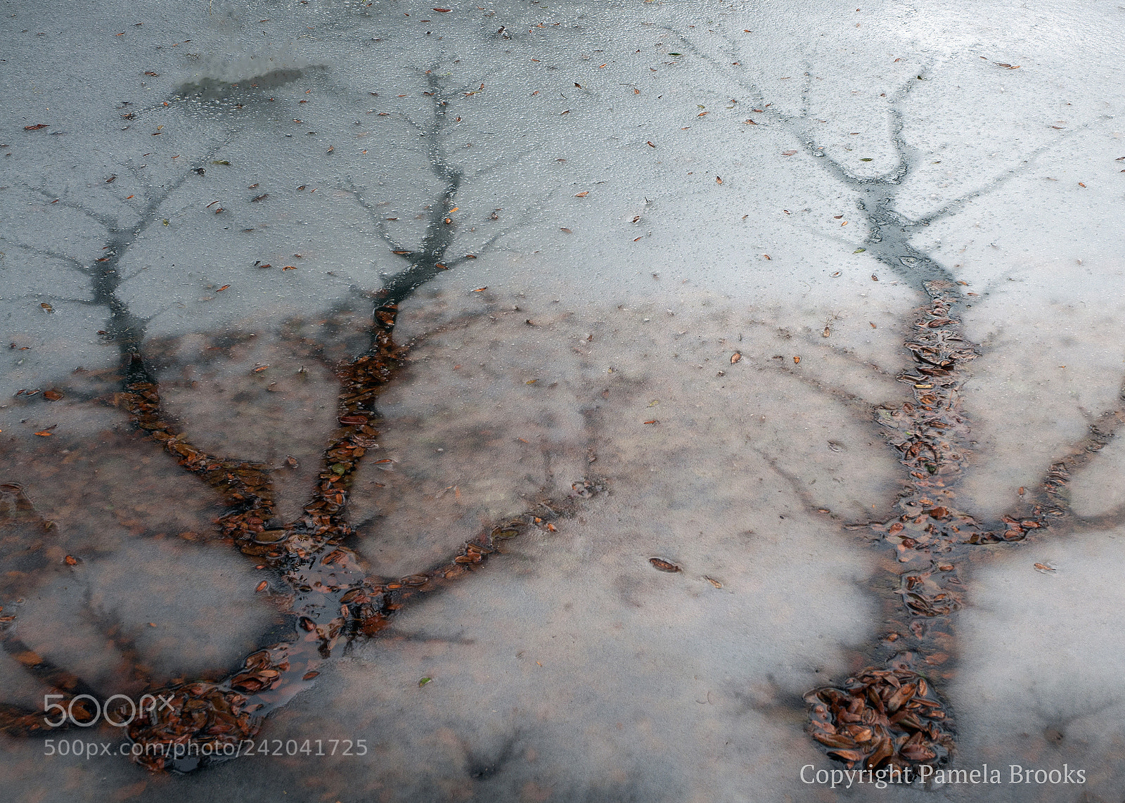 Nikon D90 sample photo. Pond ice photography