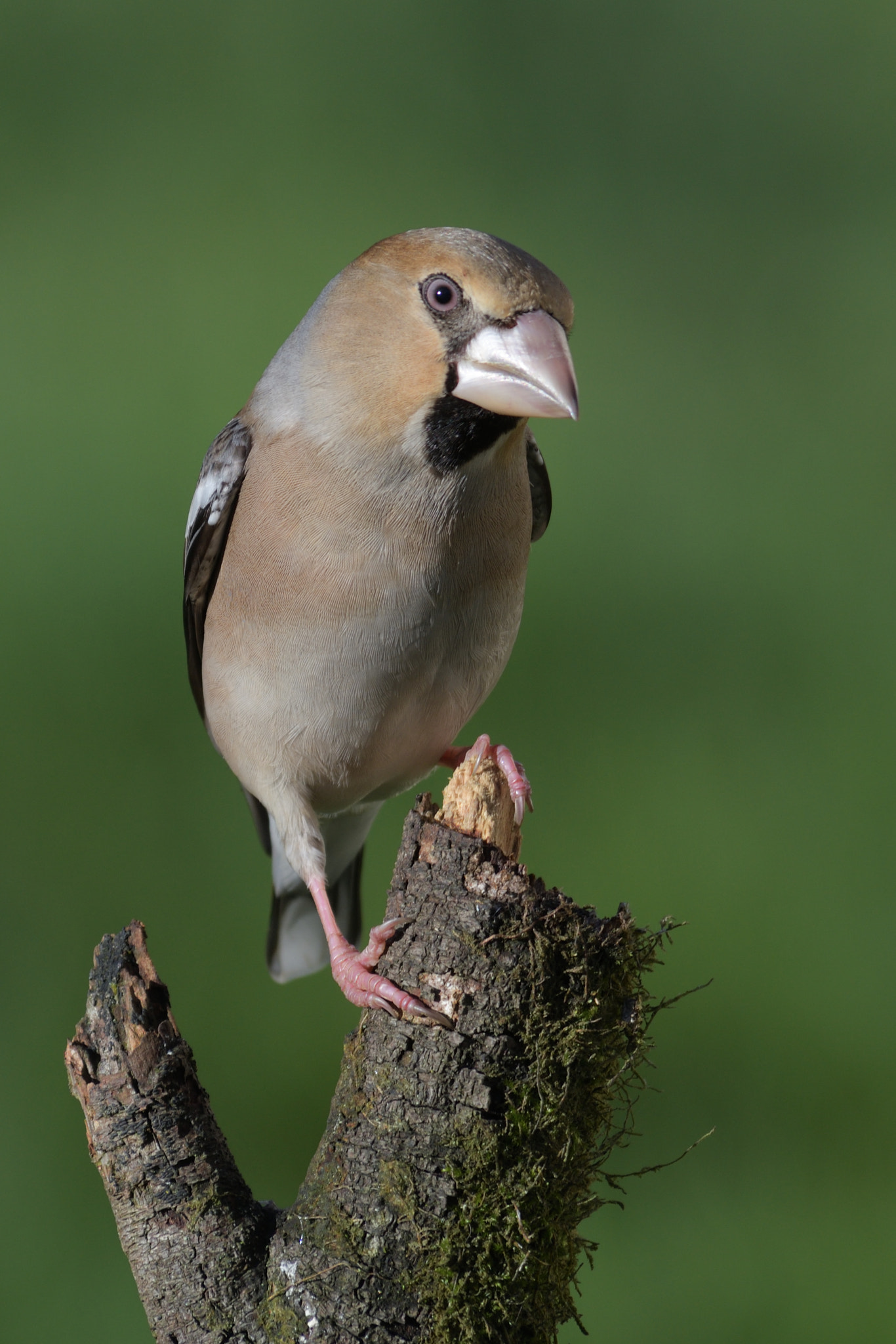 Nikon D500 sample photo. Gros bec casse-noyaux,coccothraustes coccothrauste photography
