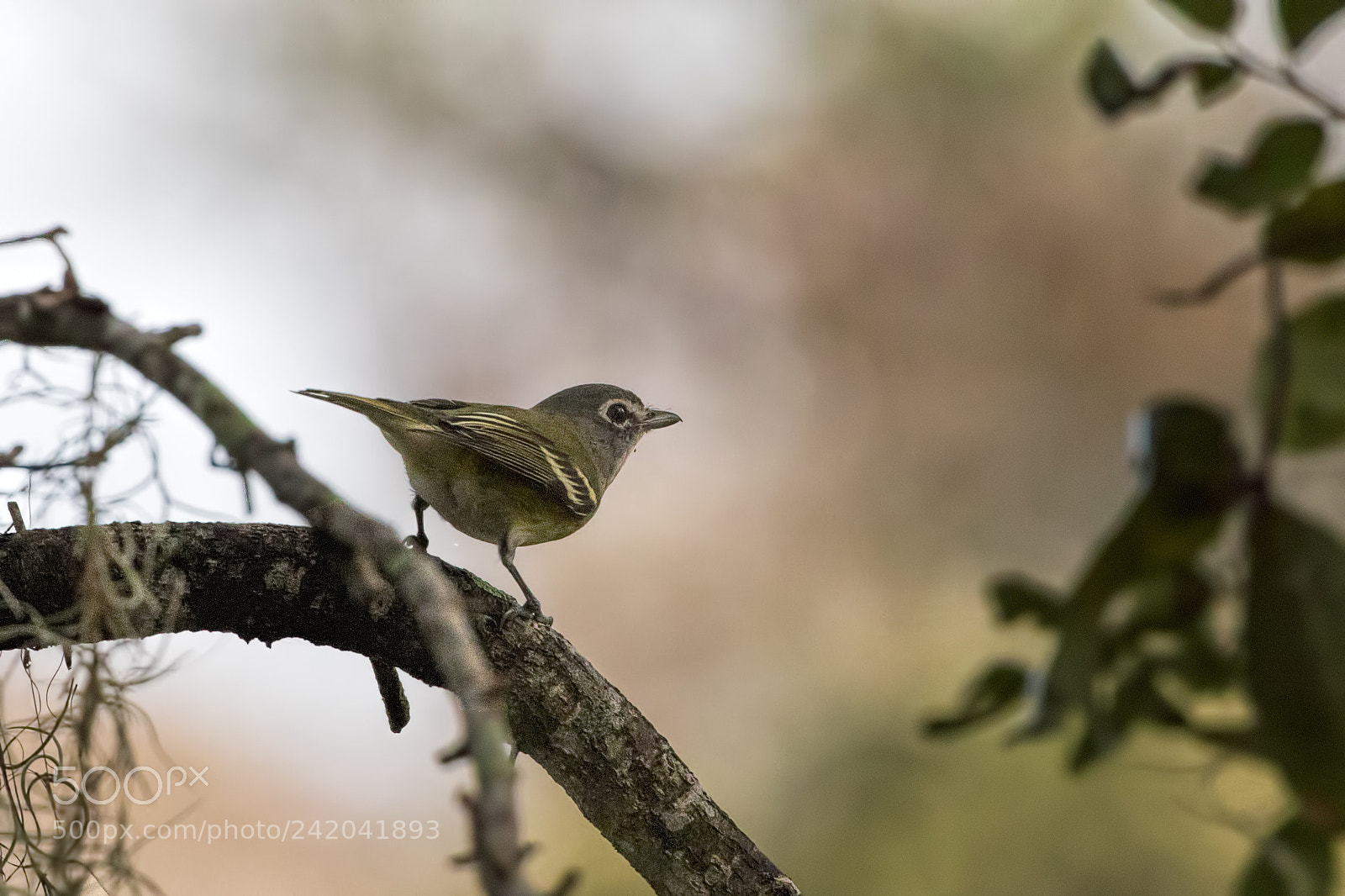 Canon EOS 7D Mark II sample photo. Blue-headed vireo photography