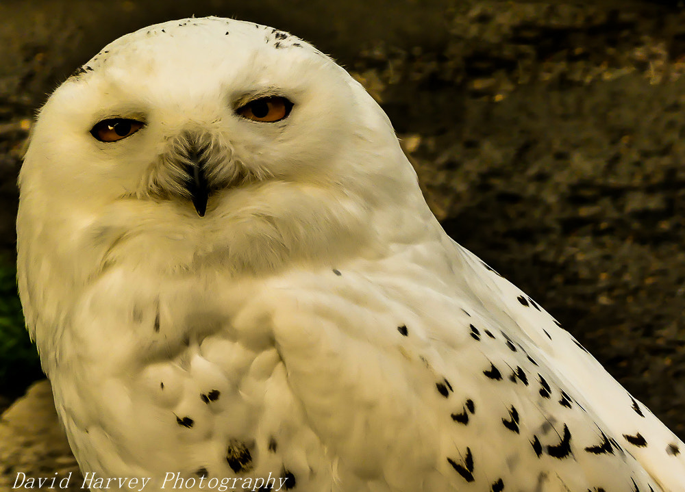 Panasonic DMC-FZ330 sample photo. Snowy owl photography