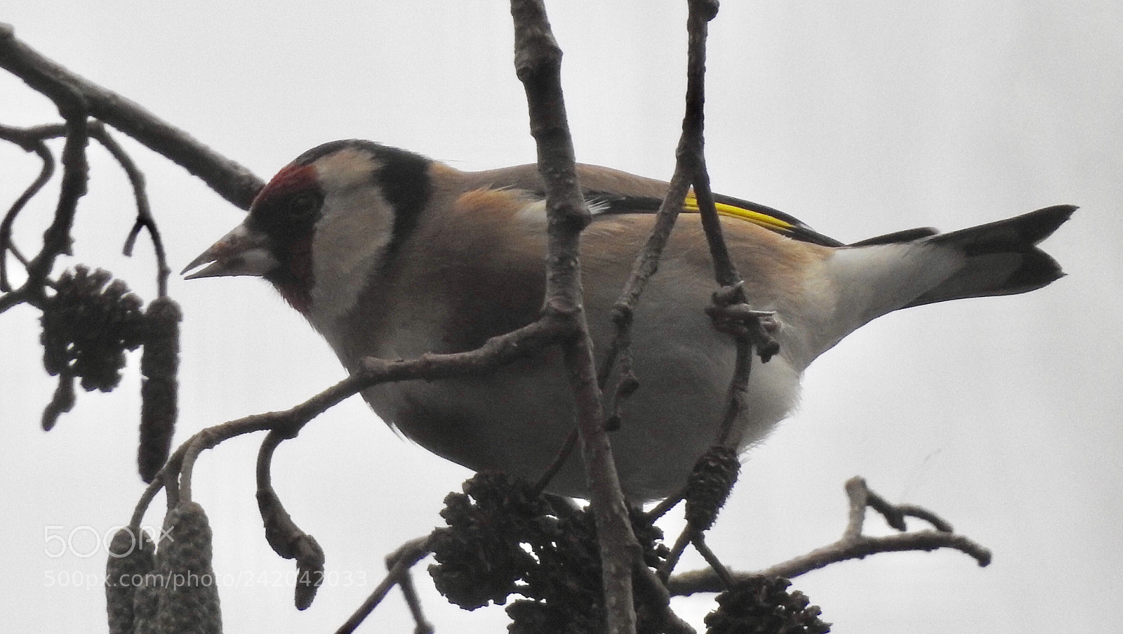 Nikon Coolpix P900 sample photo. Goldfinch seen in the photography