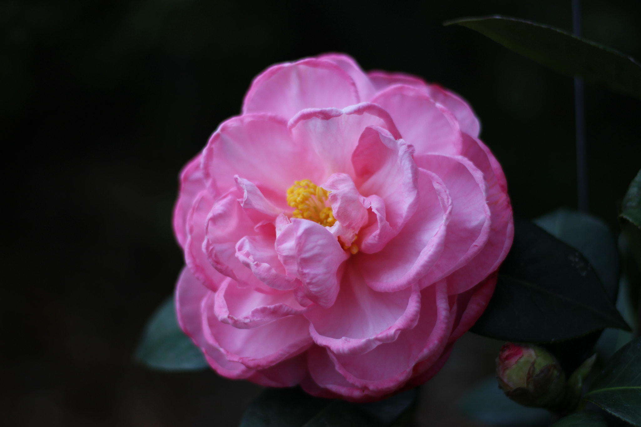 Canon EOS 100D (EOS Rebel SL1 / EOS Kiss X7) sample photo. Titletown photography