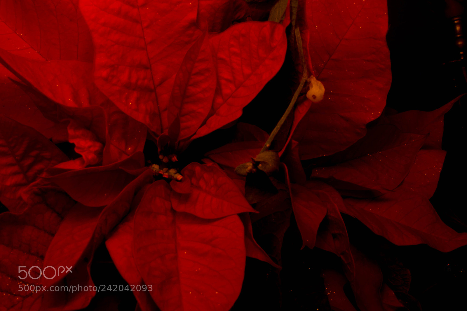 Nikon D7200 sample photo. Stella di natale photography