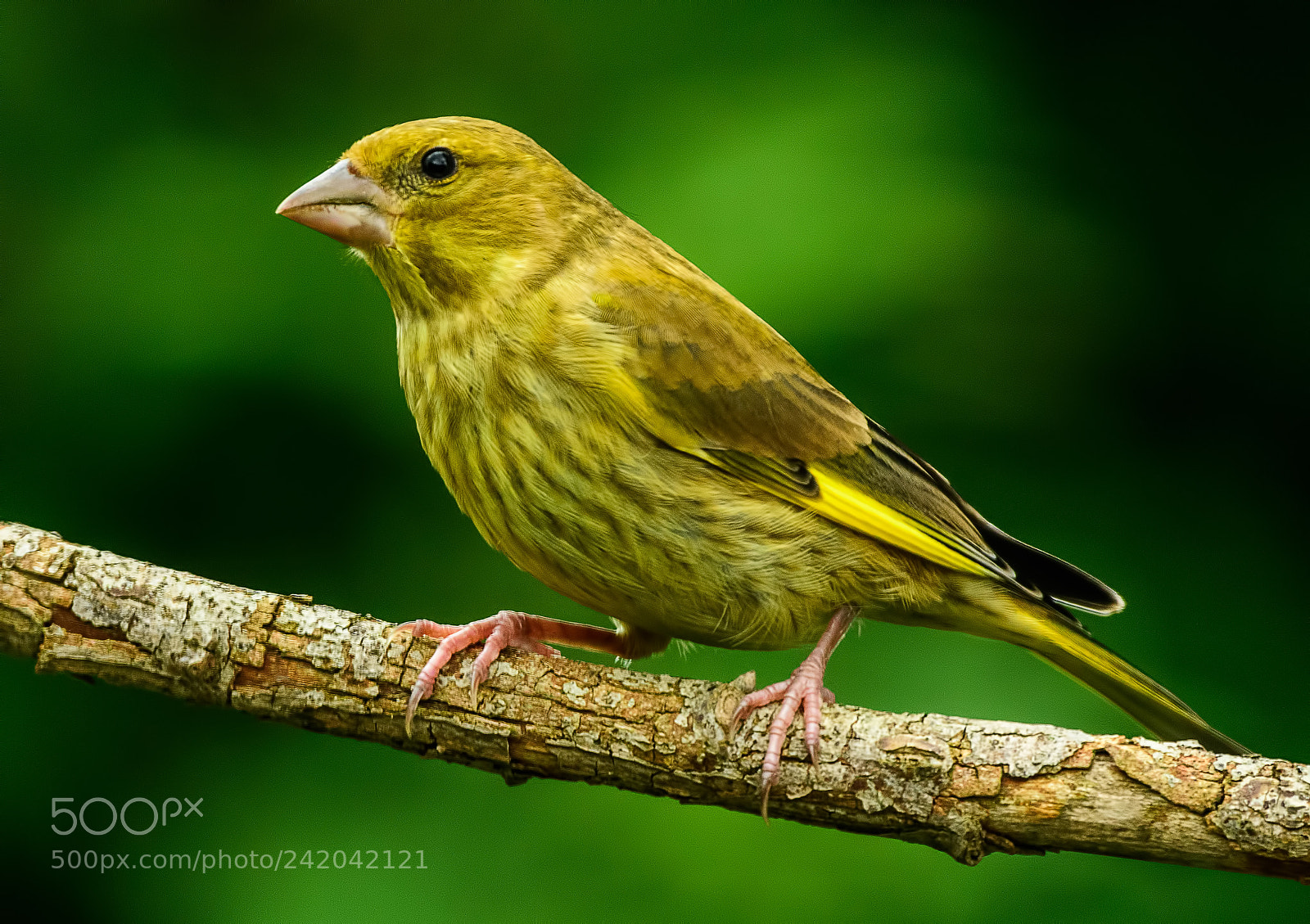 Nikon D500 sample photo. Greenfinch photography