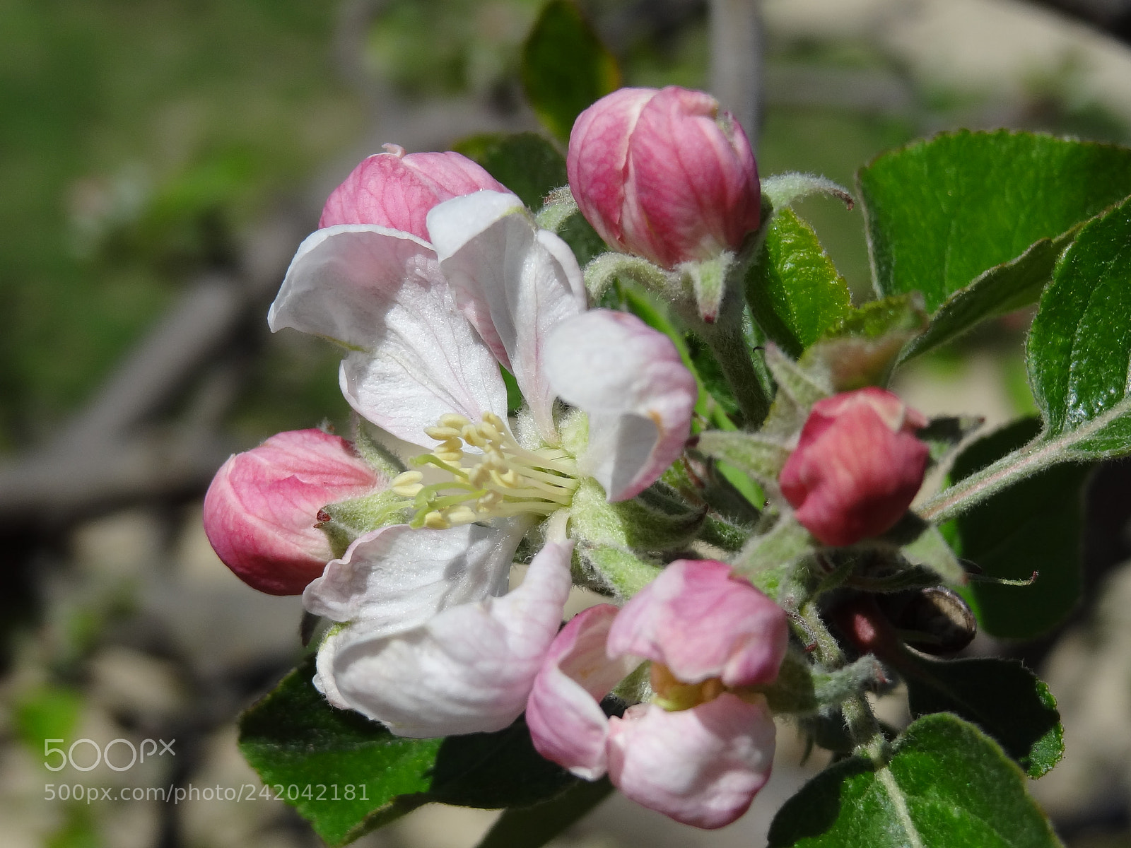Sony Cyber-shot DSC-HX9V sample photo. Copy photography