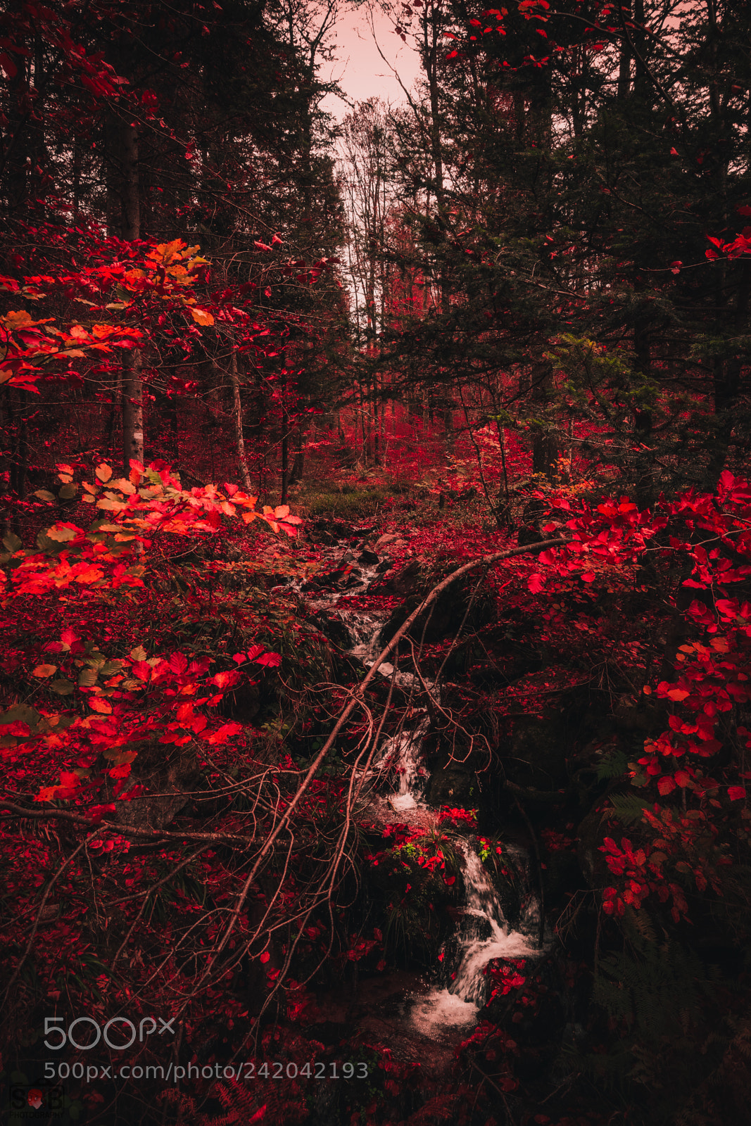 Sony Cyber-shot DSC-RX100 IV sample photo. Autumn stream photography