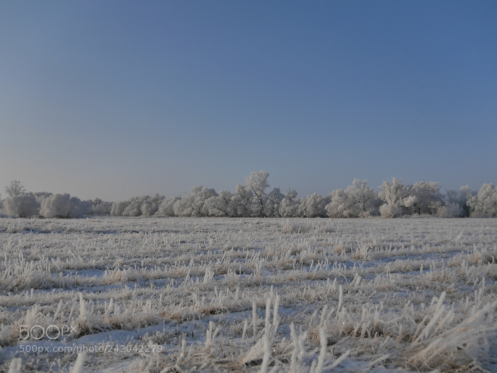 Panasonic Lumix DMC-GM1 sample photo. Hoarfrost photography