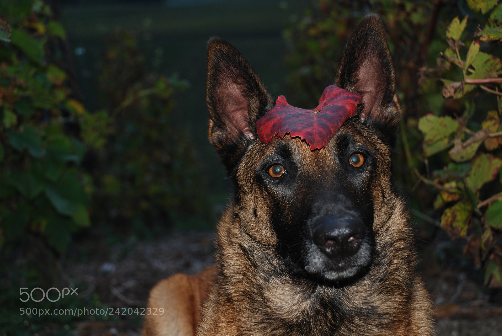 Nikon D80 sample photo. Little clown photography