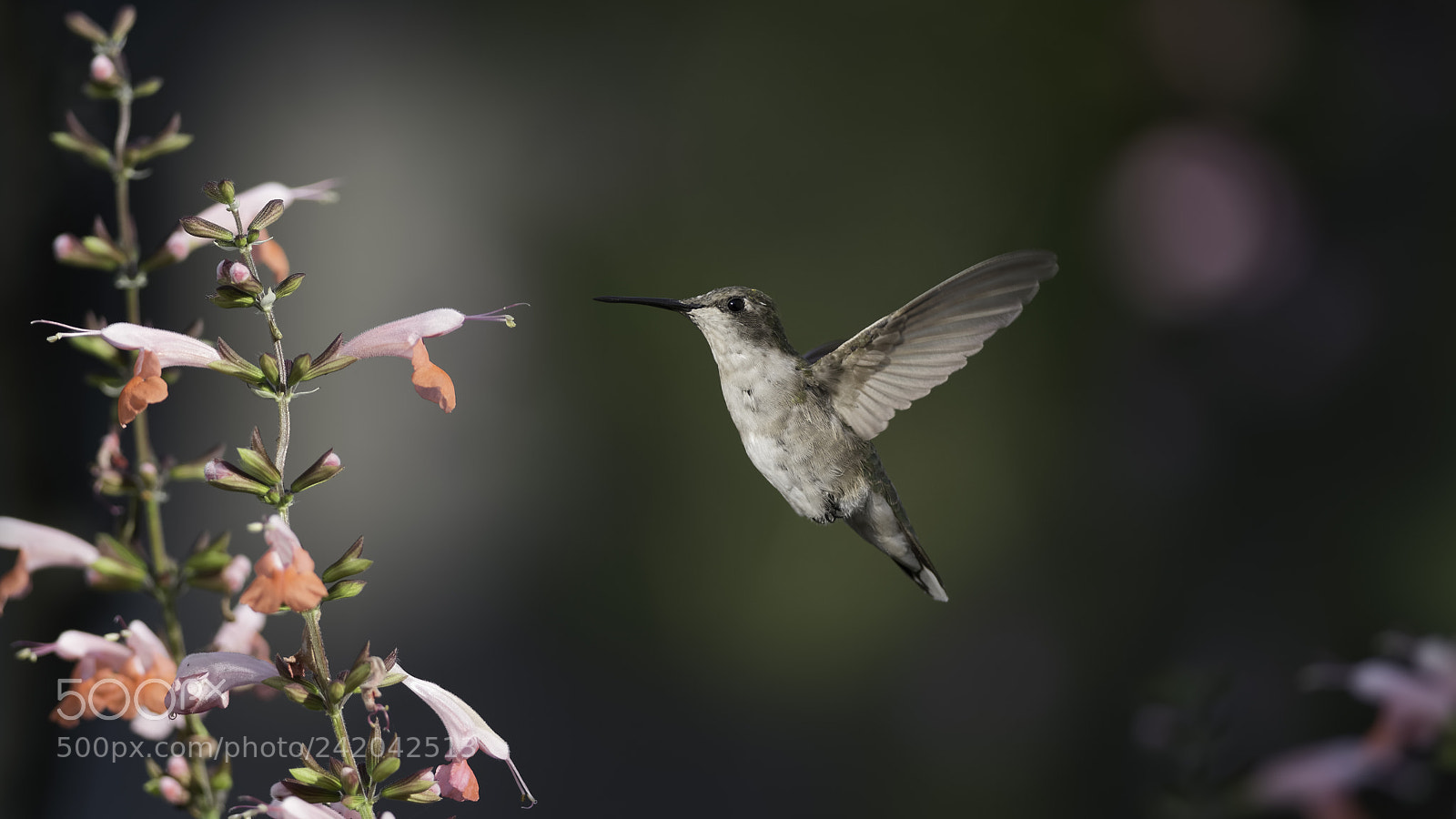 Nikon D7100 sample photo. Ranger in the sage photography