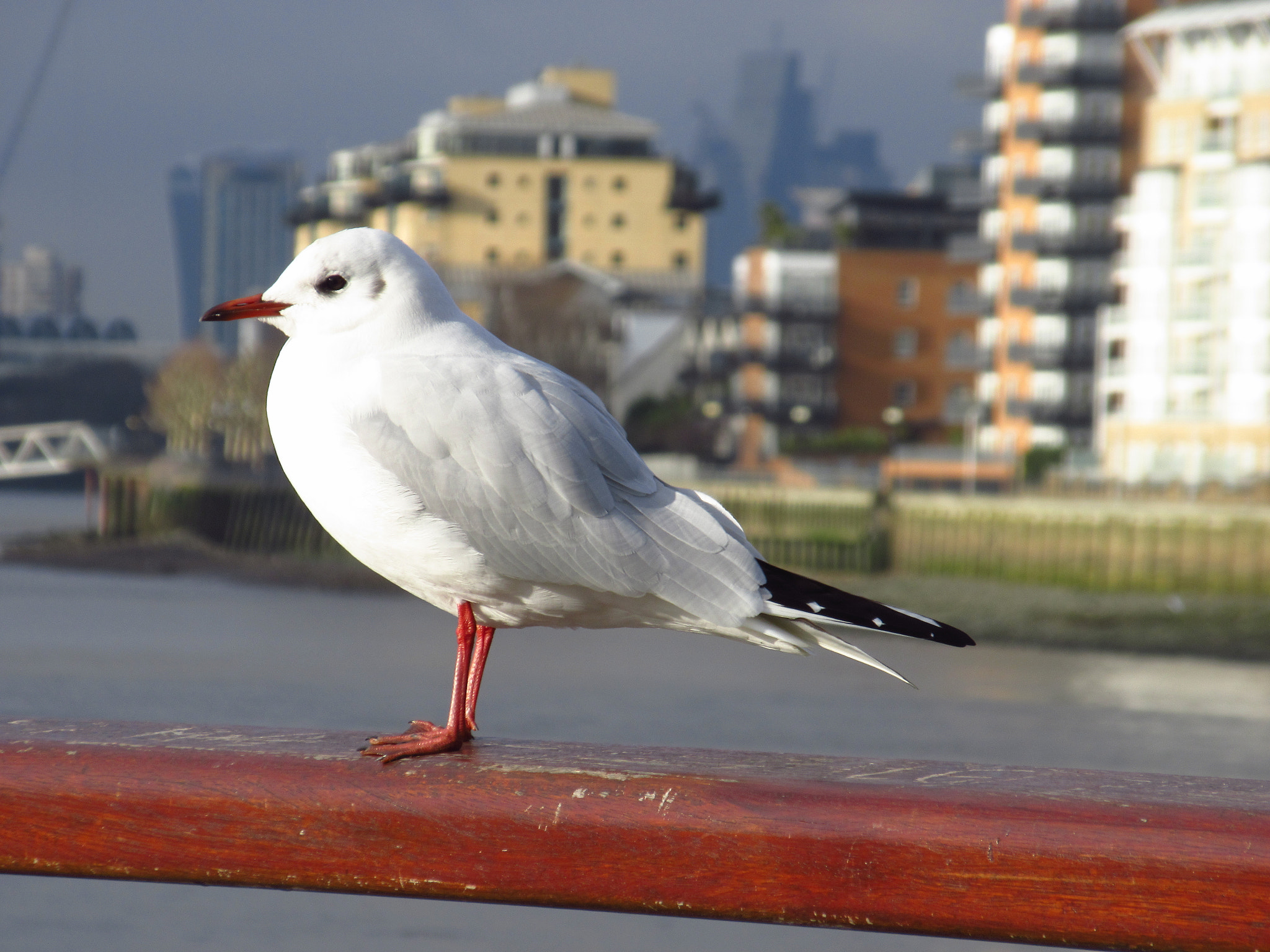 Canon PowerShot ELPH 350 HS (IXUS 275 HS / IXY 640) sample photo. Greenwich, greater london photography