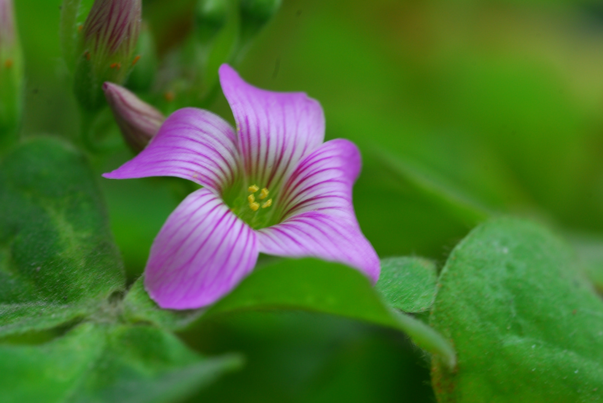 Nikon D200 + Manual Lens No CPU sample photo