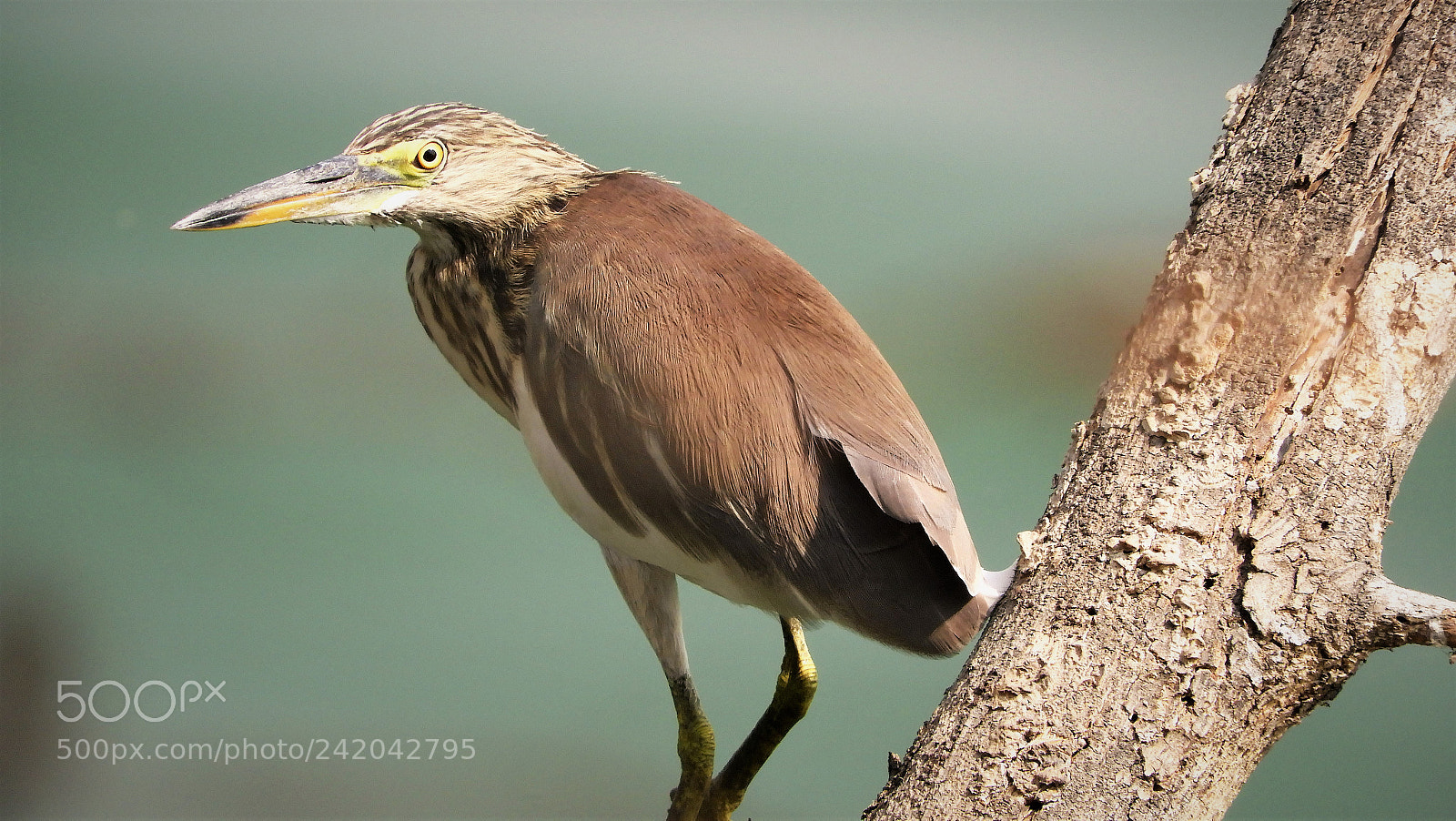 Nikon Coolpix B700 sample photo. Pond heron photography