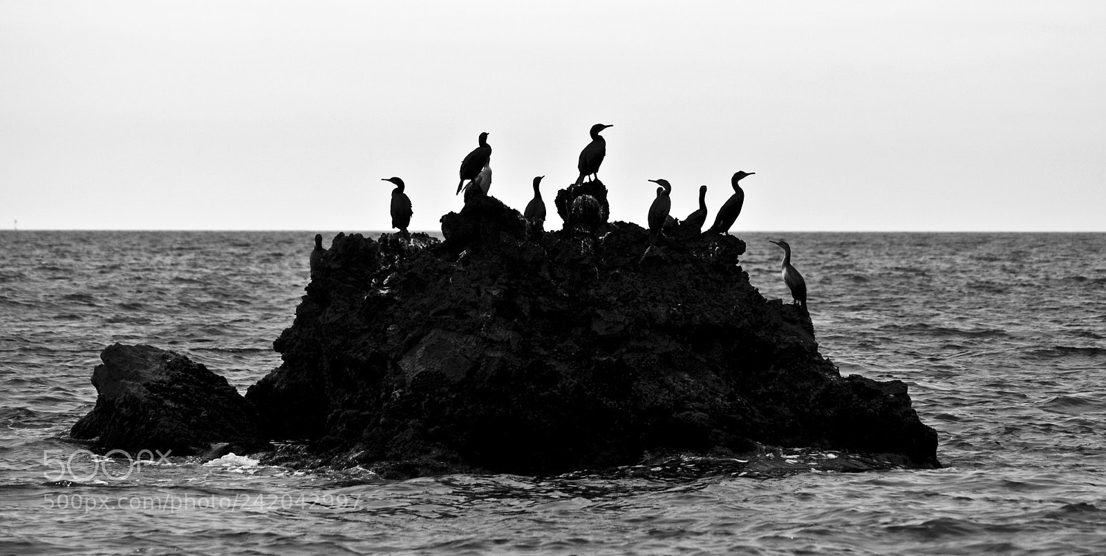 Canon EOS 40D sample photo. Cormorants photography