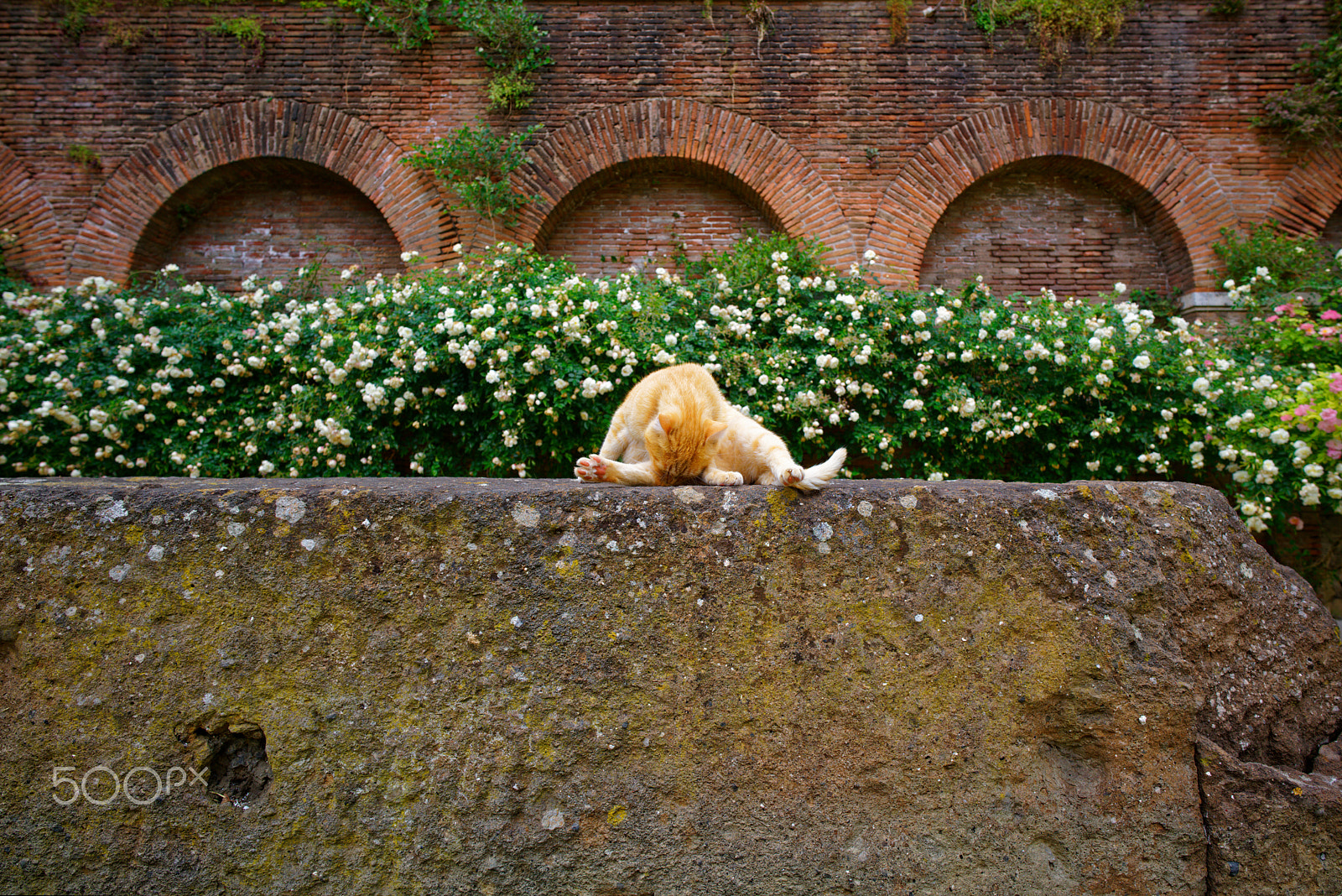 ZEISS Batis 18mm F2.8 sample photo. Cat doing cats stuff photography