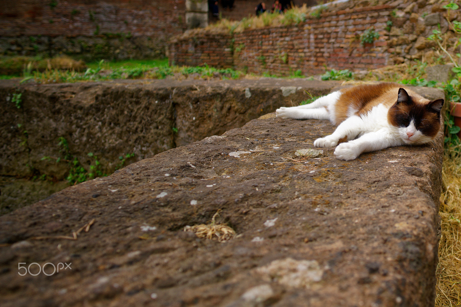 ZEISS Batis 18mm F2.8 sample photo. Sleeping meowty photography