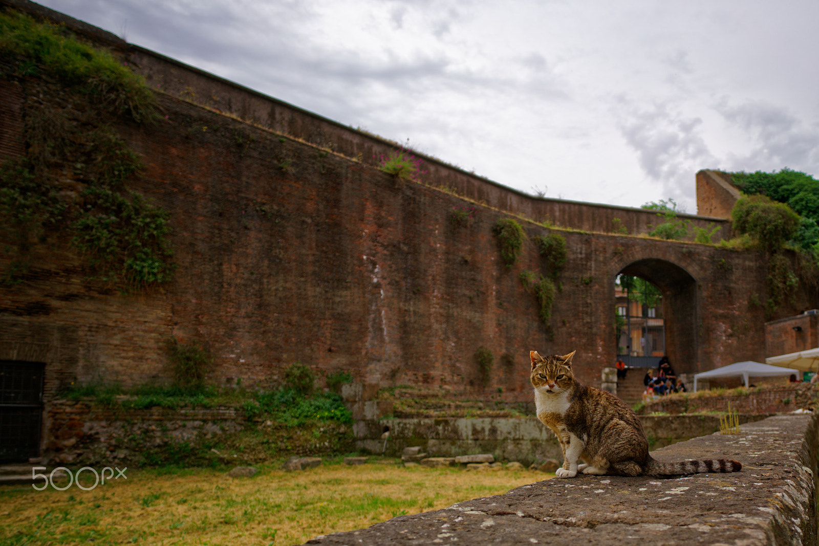 ZEISS Batis 18mm F2.8 sample photo. Coolest cat in rome photography