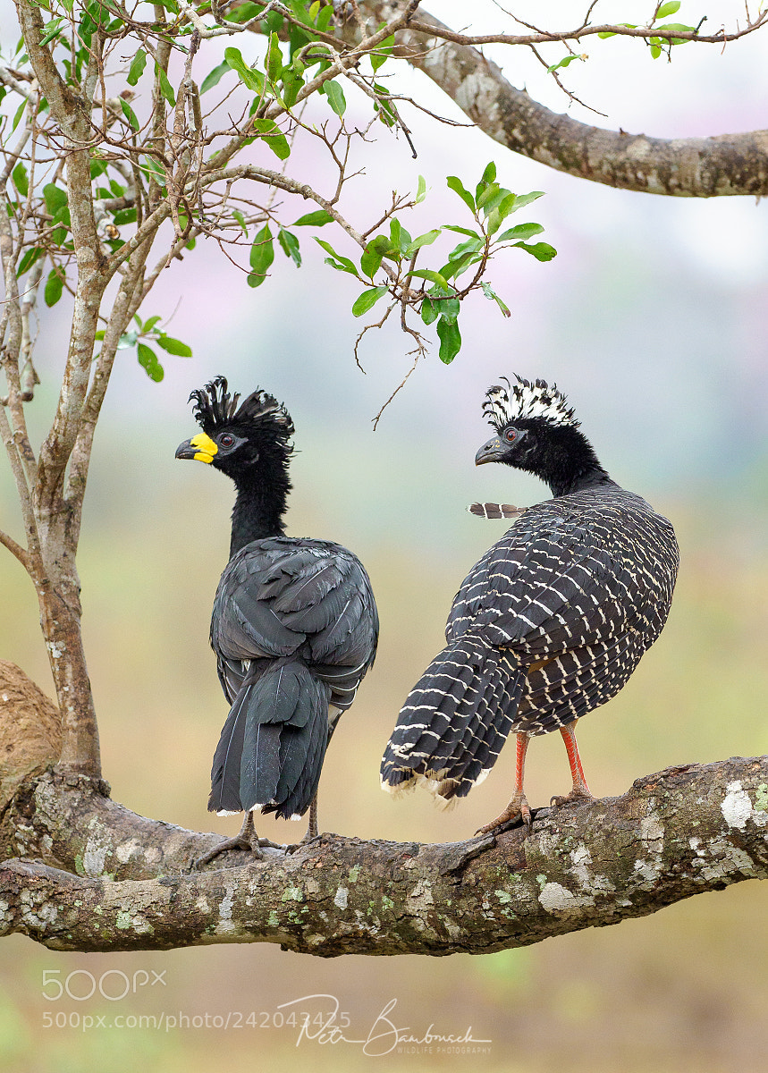Olympus OM-D E-M1 Mark II sample photo. Bare-faced curassow photography