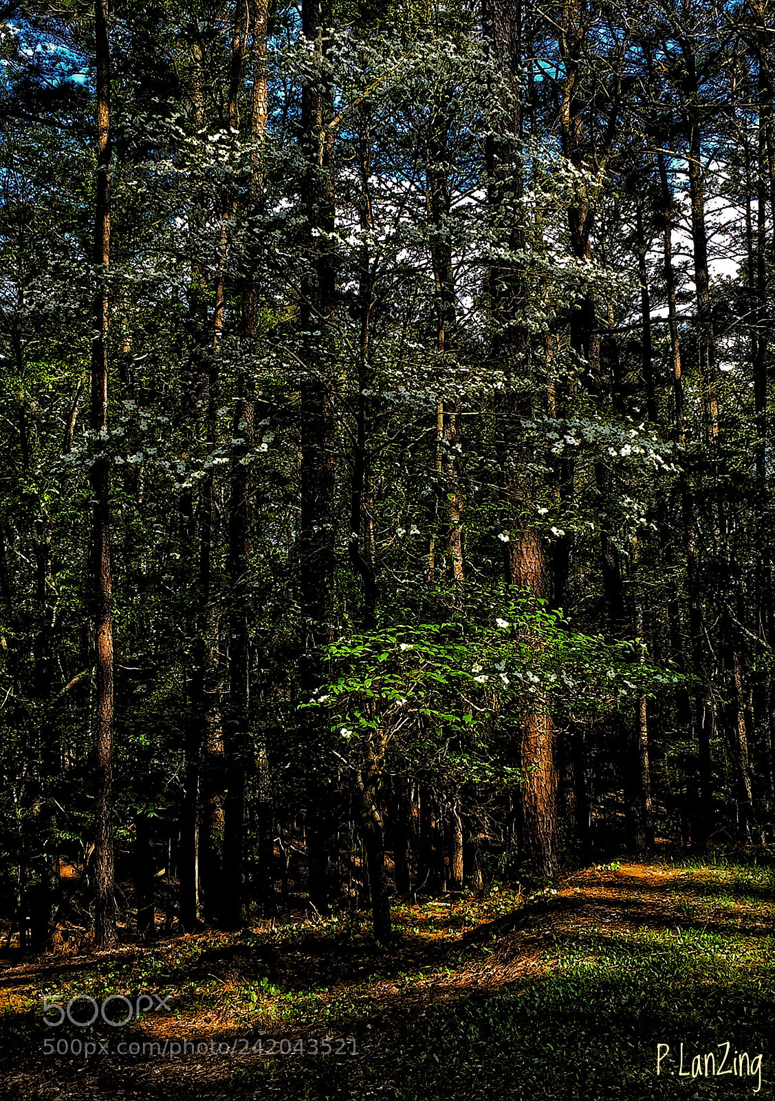 Apple iPhone 6 sample photo. Light in the forest photography