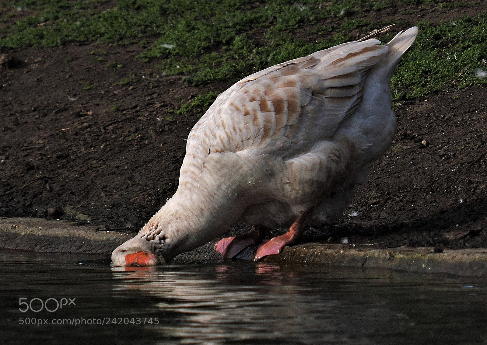 Olympus OM-D E-M1 sample photo. A goose having a photography