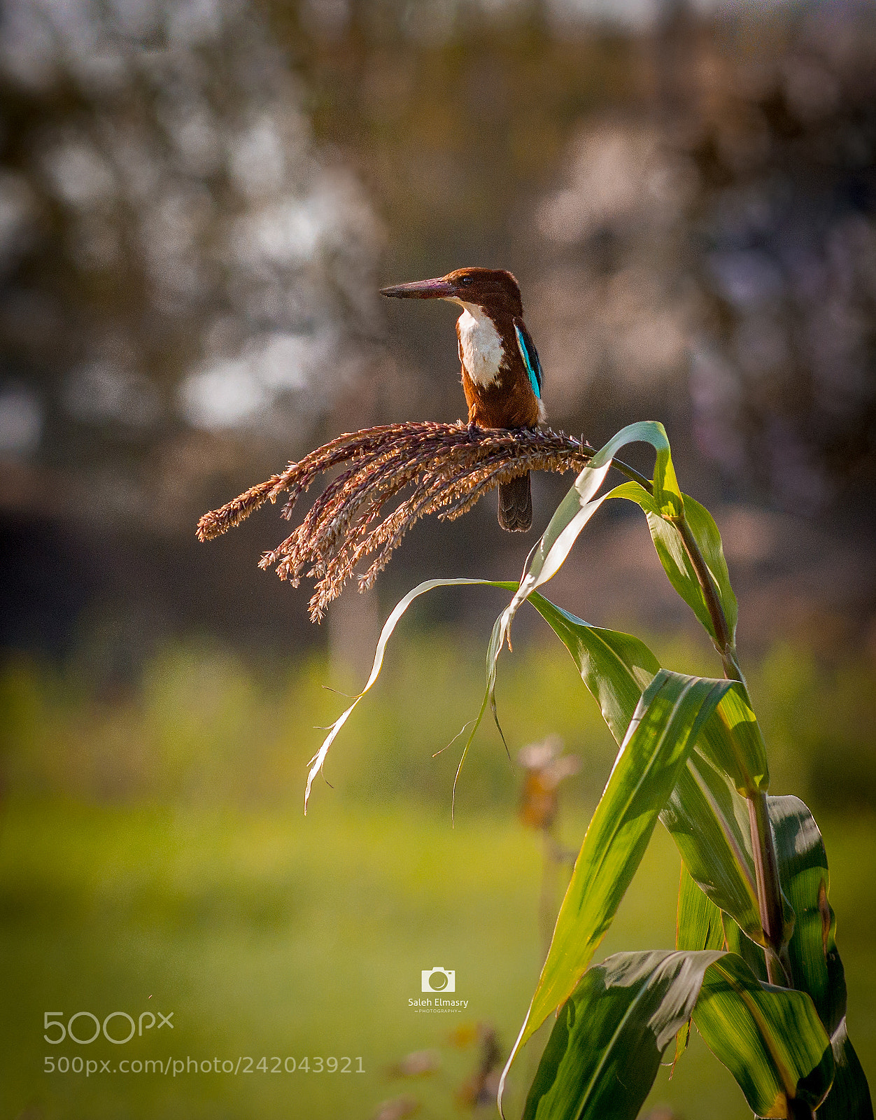 Nikon D800 sample photo. الرفراف photography