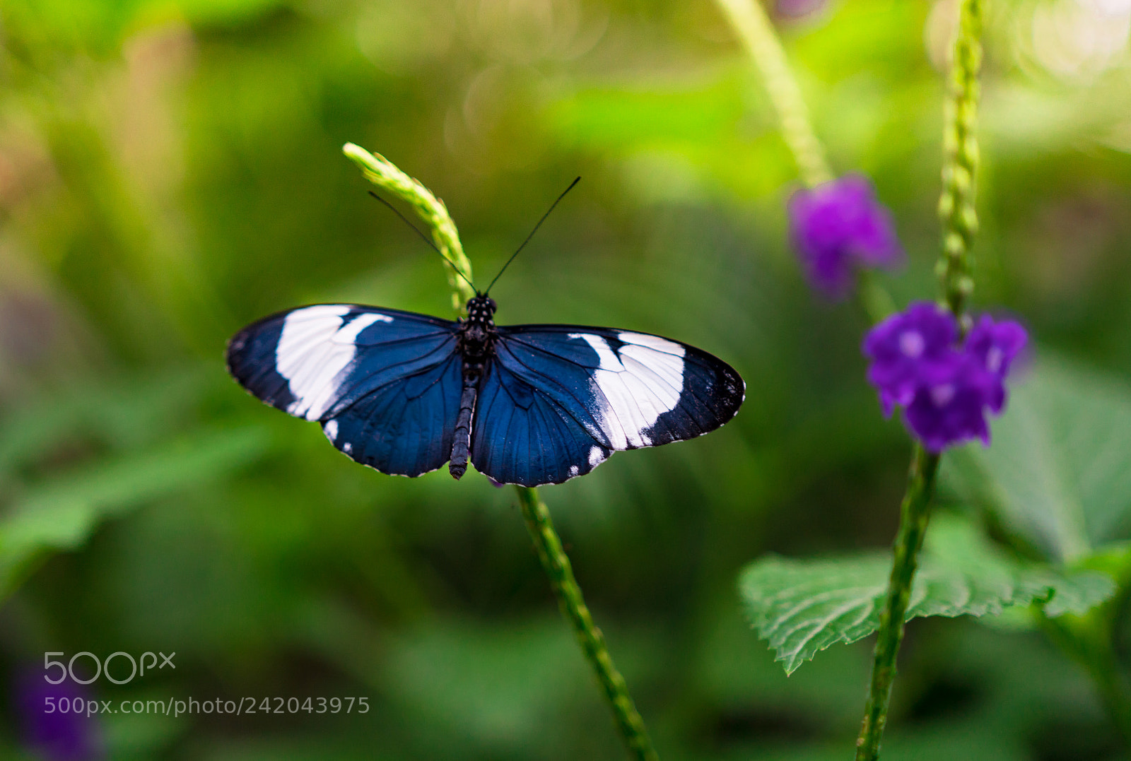 Sony a6300 sample photo. Butterfly photography