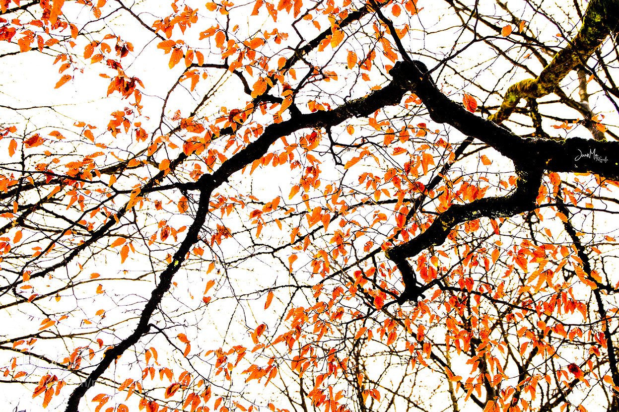 Sony SLT-A58 sample photo. Colores pasados que se photography