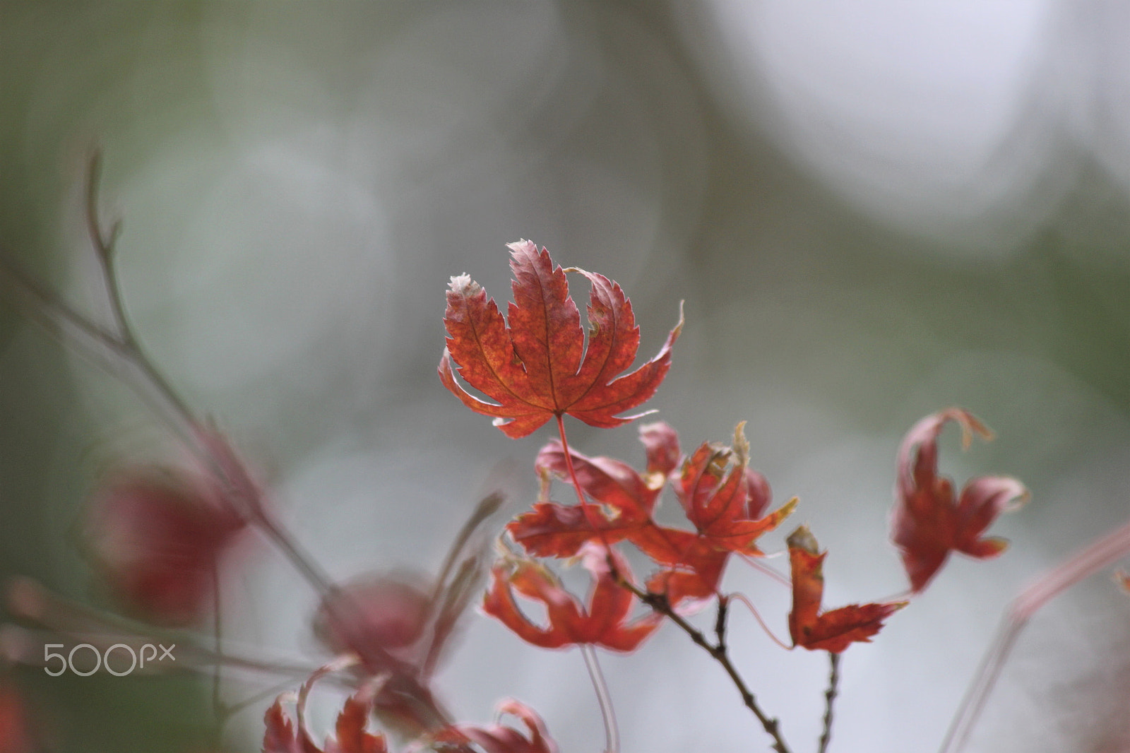Canon EF-S 55-250mm F4-5.6 IS II sample photo. Remains of autumn photography