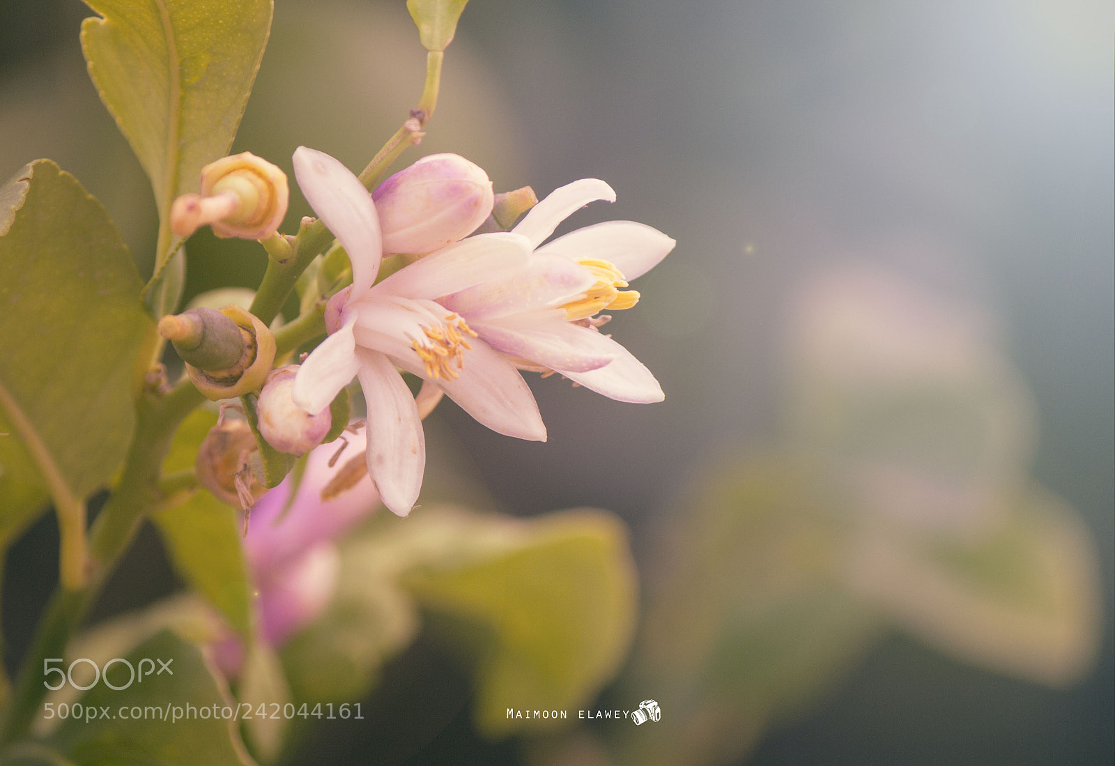 Canon EOS 60D sample photo. Img photography