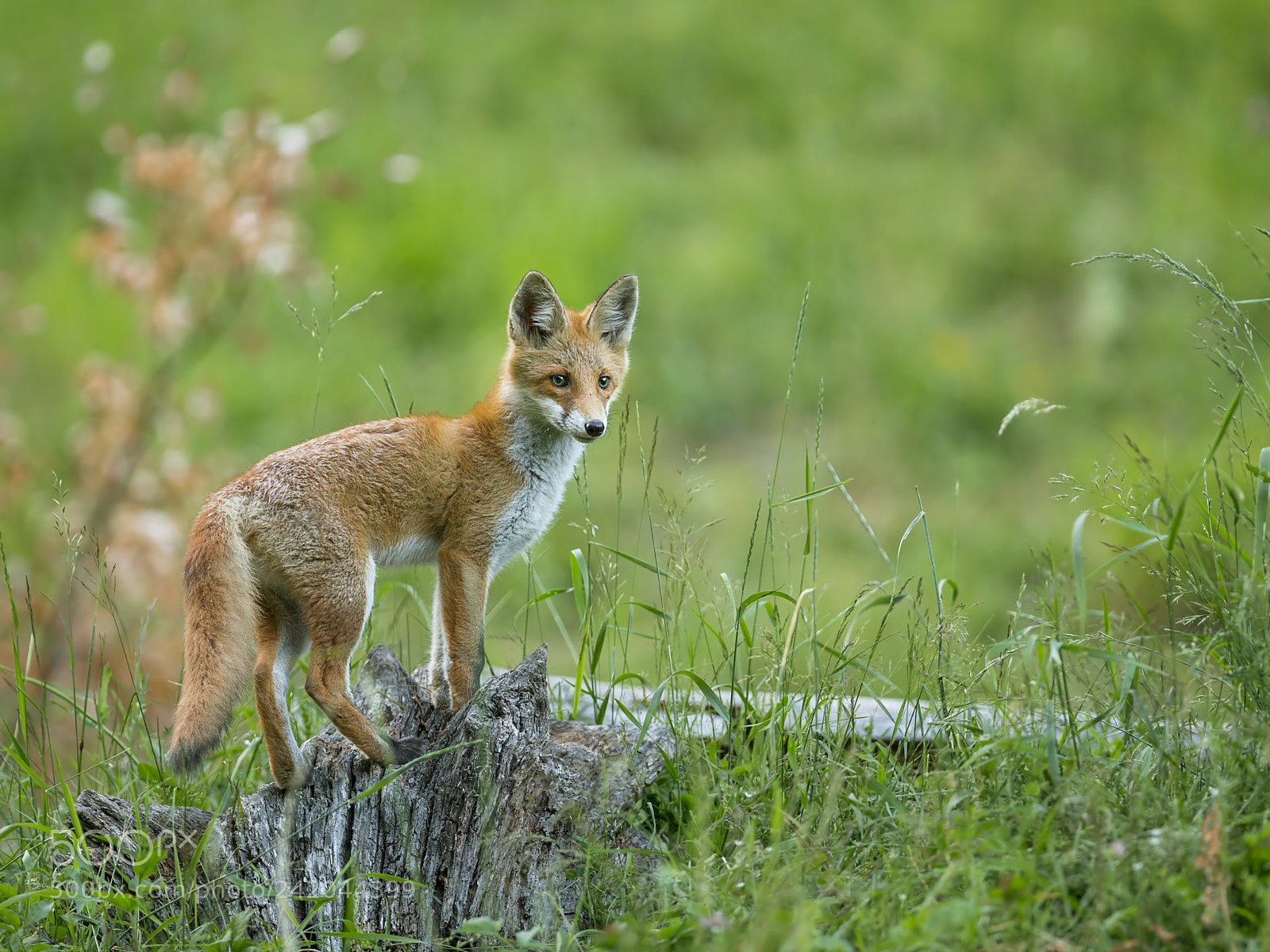 Canon EOS-1D X sample photo. Observation stump photography