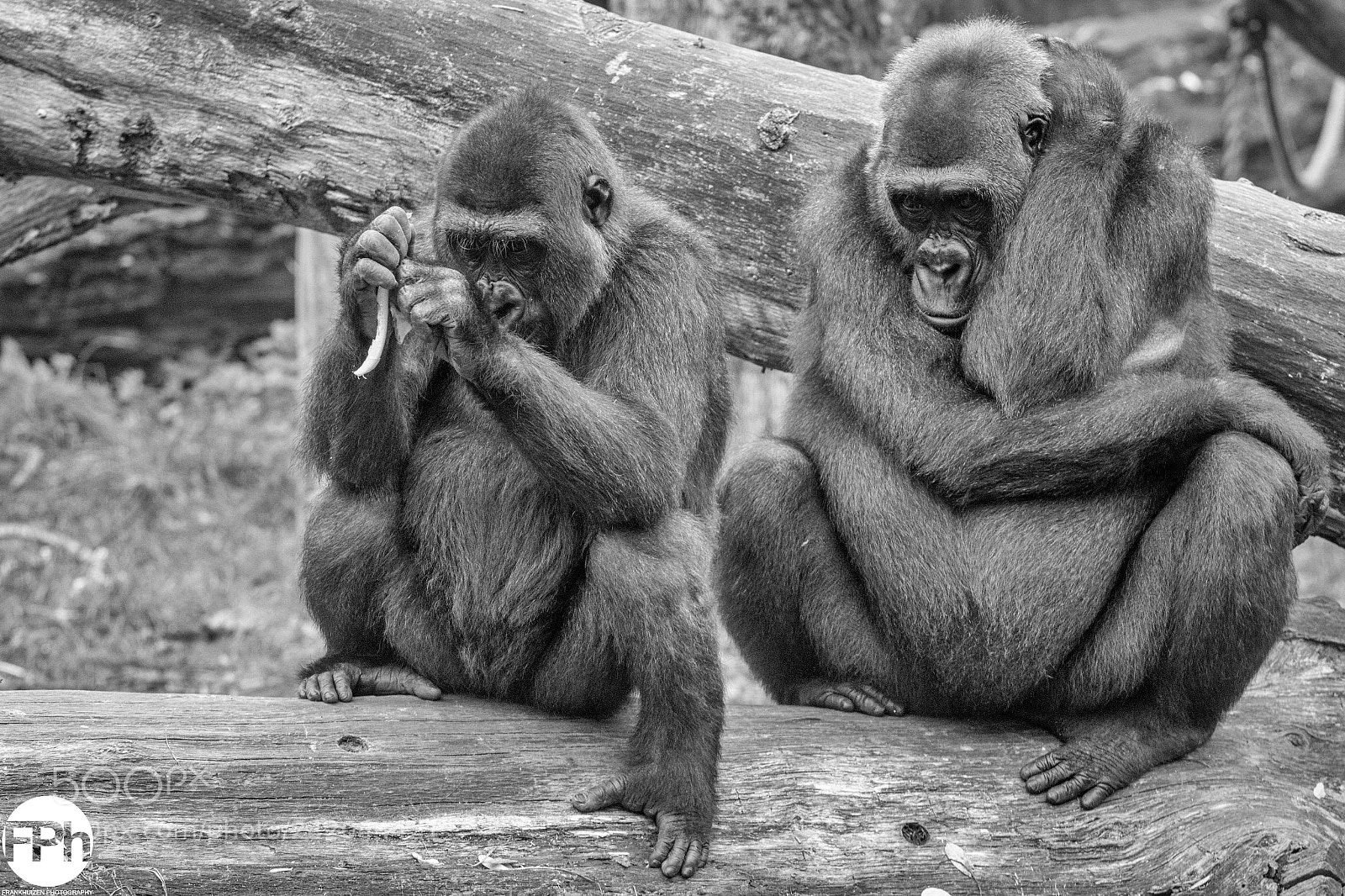 Canon EOS 7D Mark II sample photo. Monkey business photography