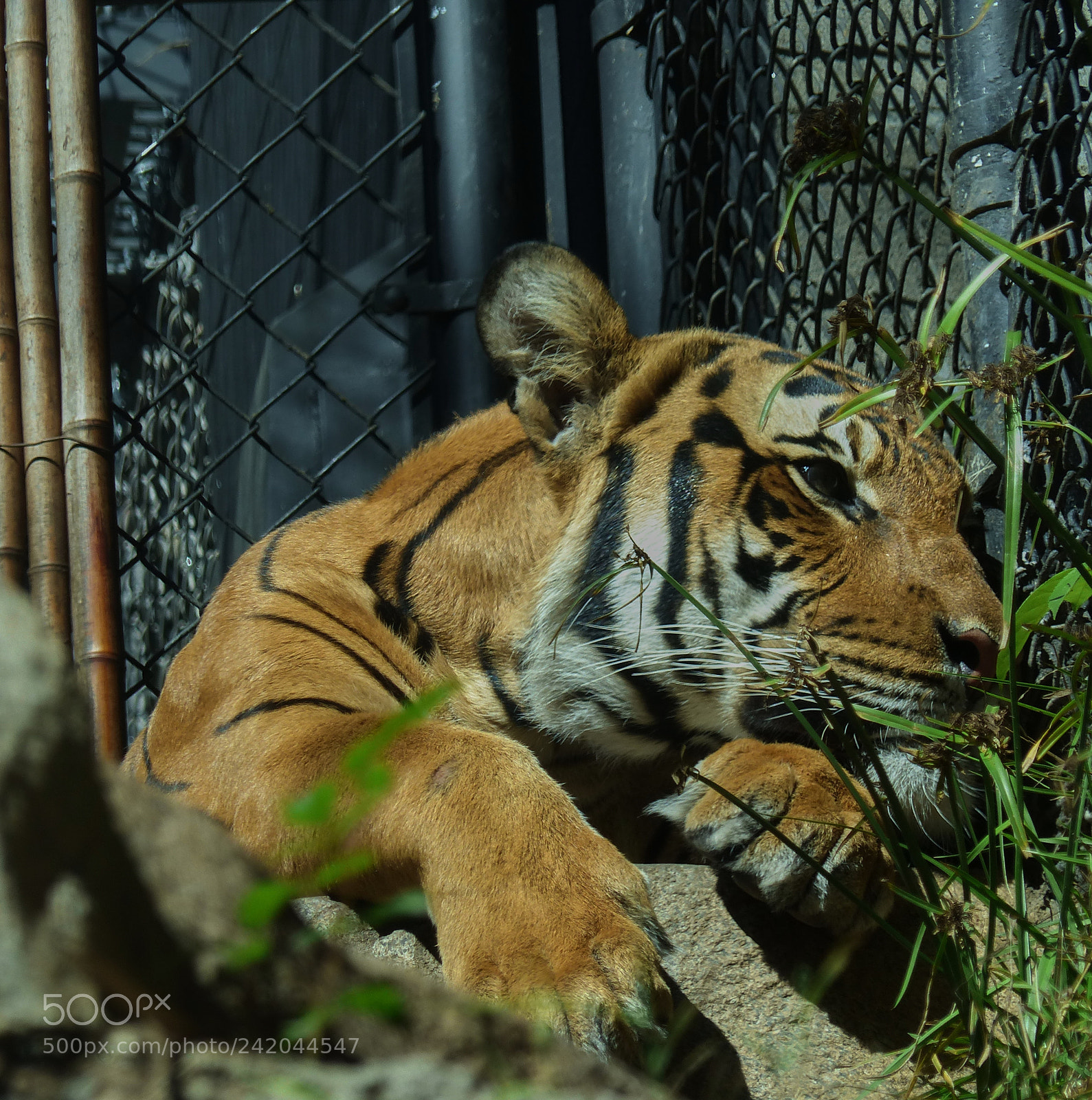 Panasonic Lumix DMC-FZ200 sample photo. Tiger photography