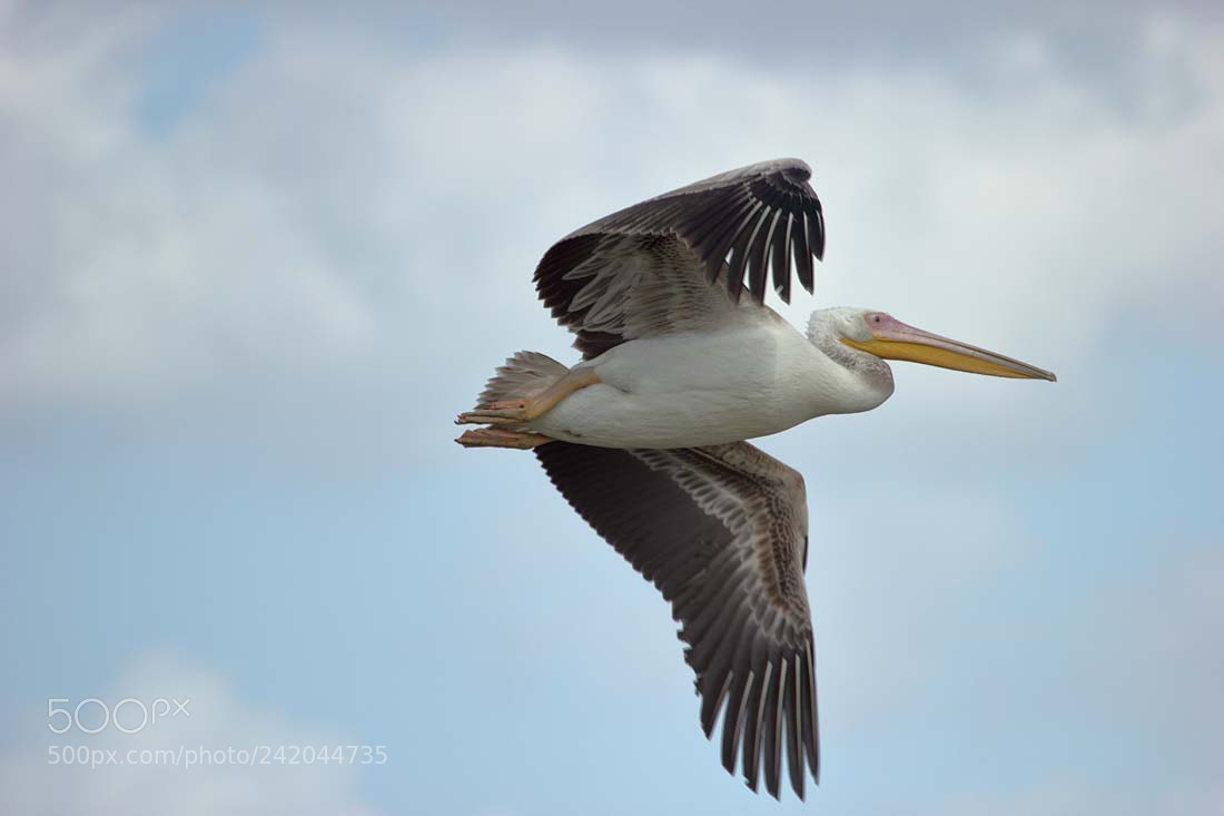 Canon EOS 550D (EOS Rebel T2i / EOS Kiss X4) sample photo. Pelican photography